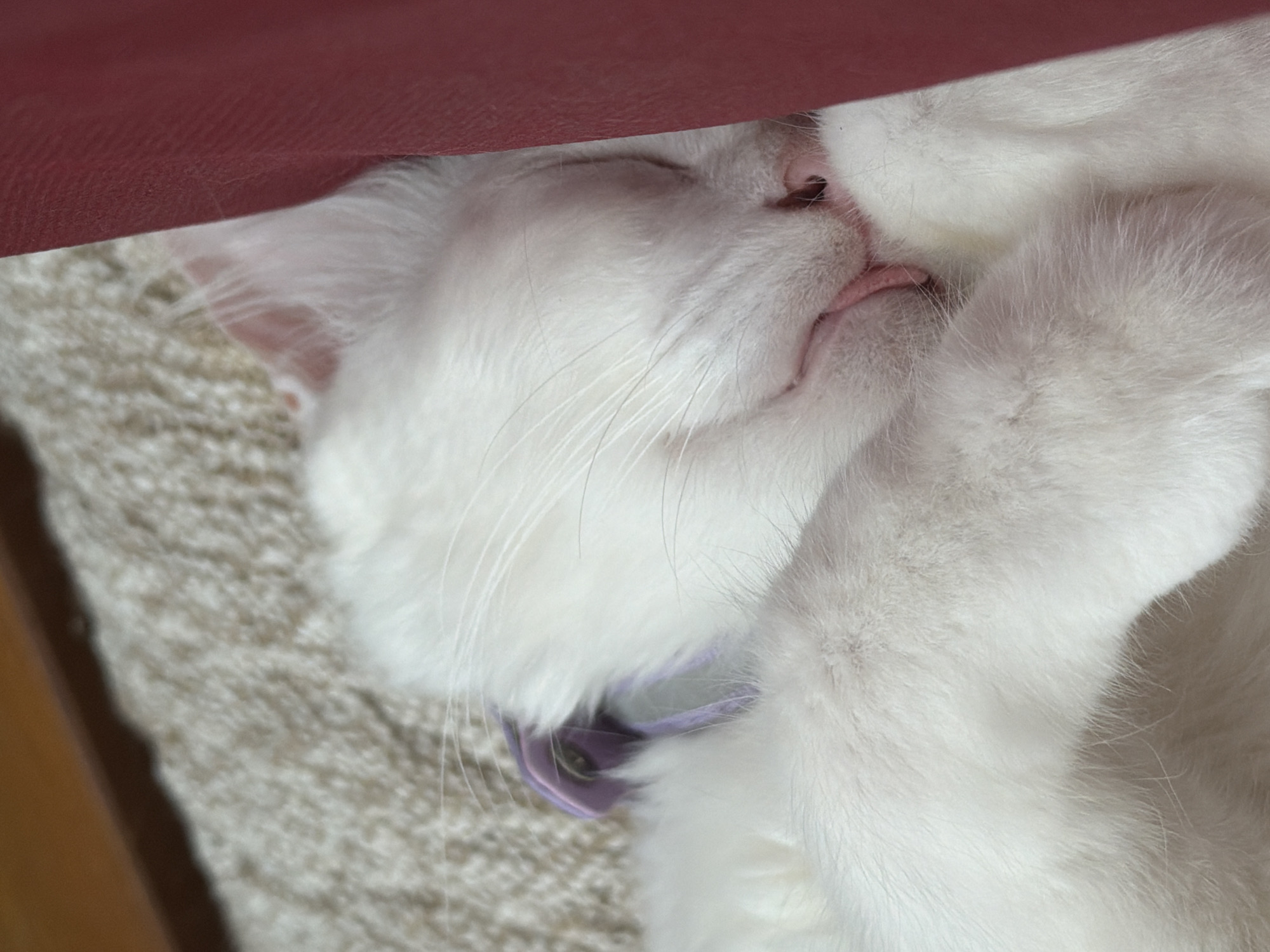 White cat sleeps with tongue out in Ungasan