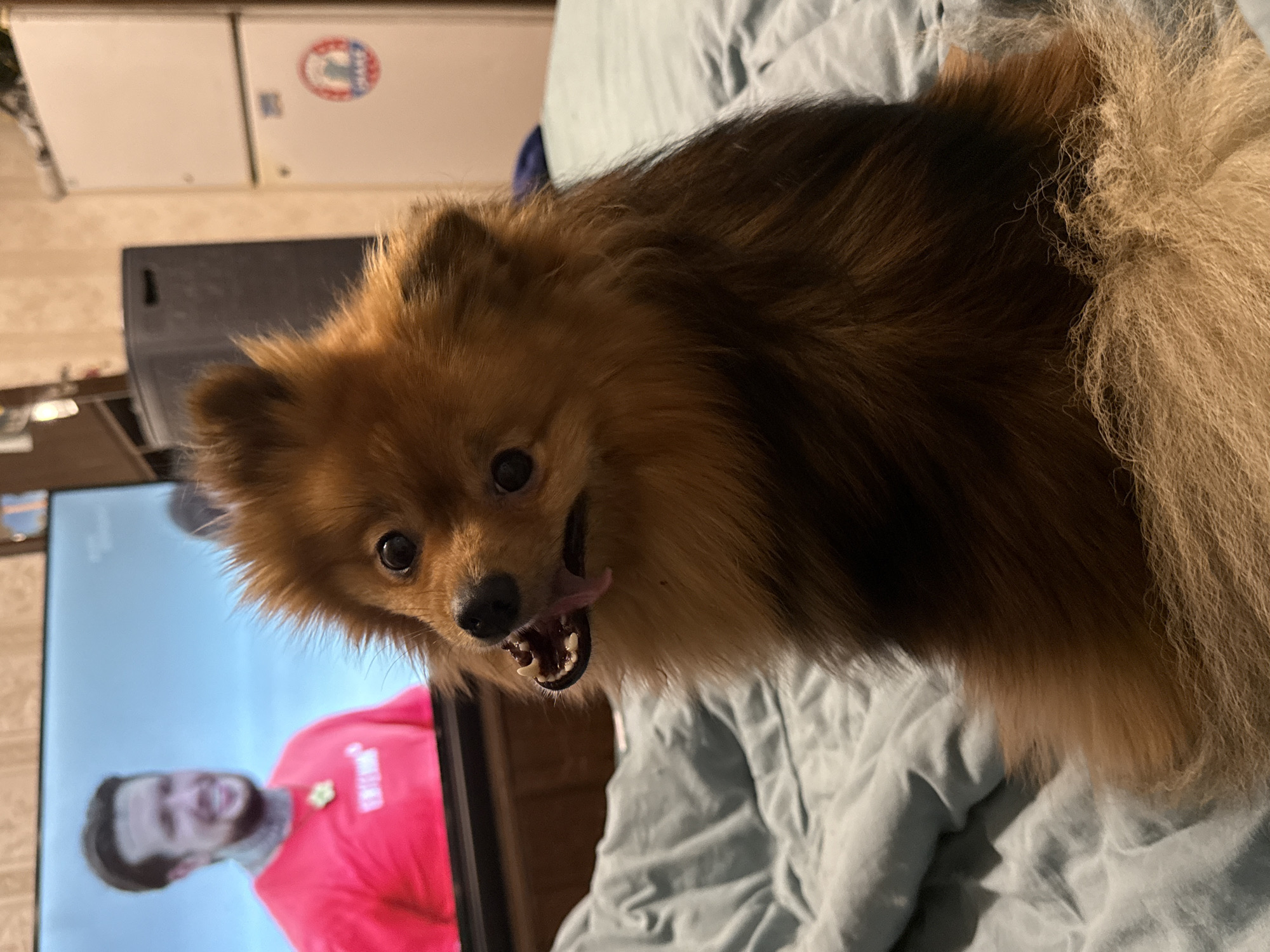 Pomeranian dog relaxes on bed in Khimki home