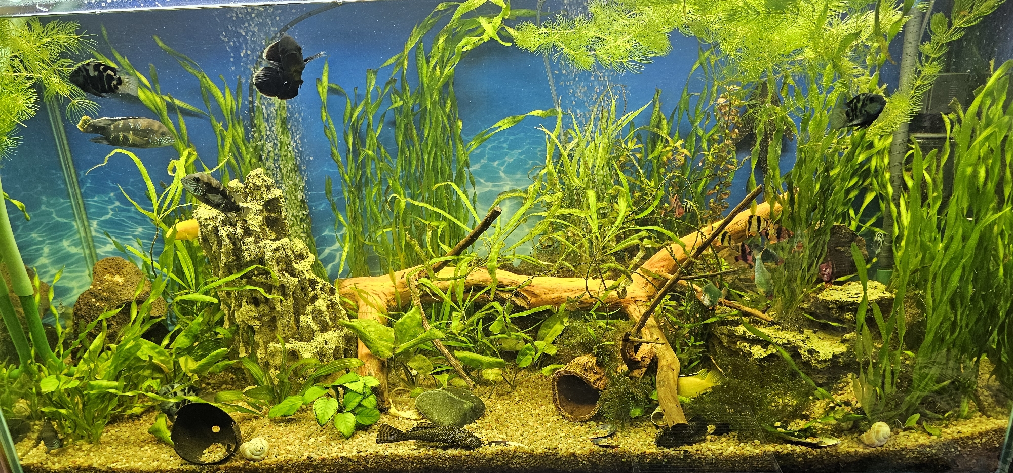 Fish, chameleon, and orchids in a Sayanogorsk indoor setup