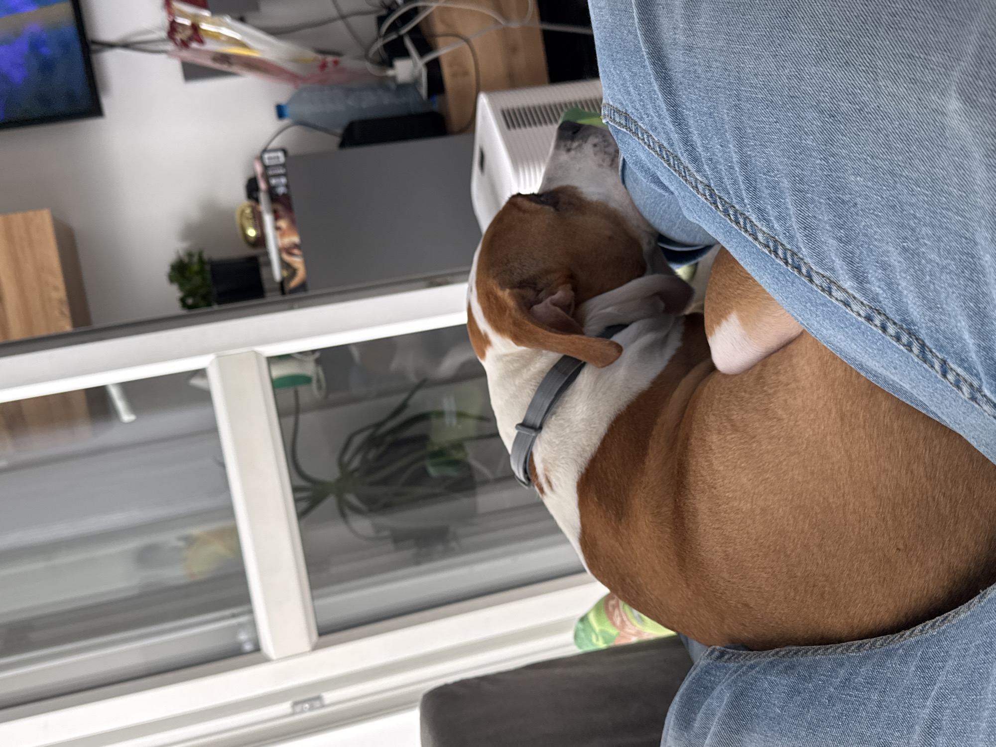 Dog rests with owner indoors in Sofia