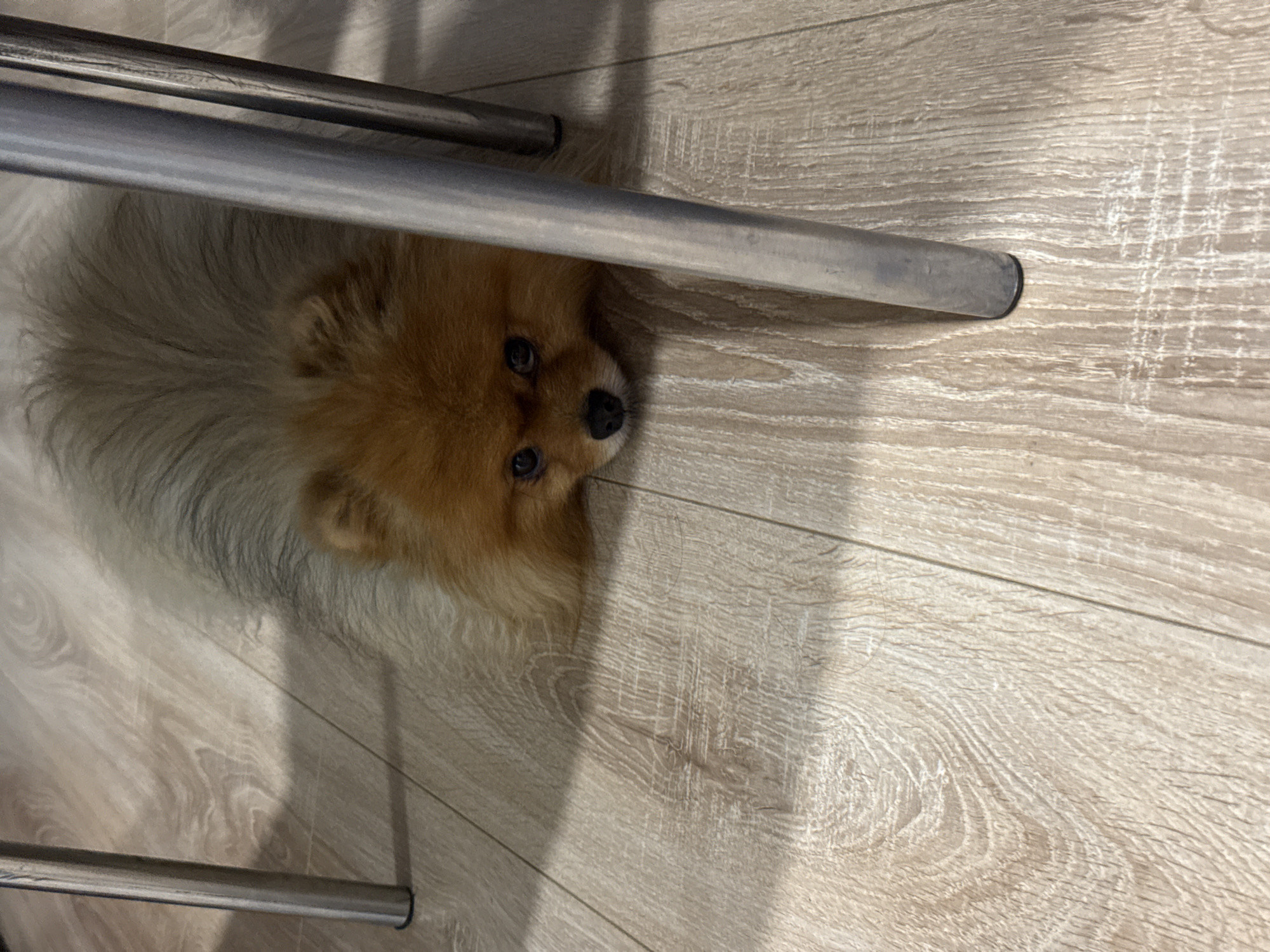 Pomeranian dog spotted resting under chair in Ufa
