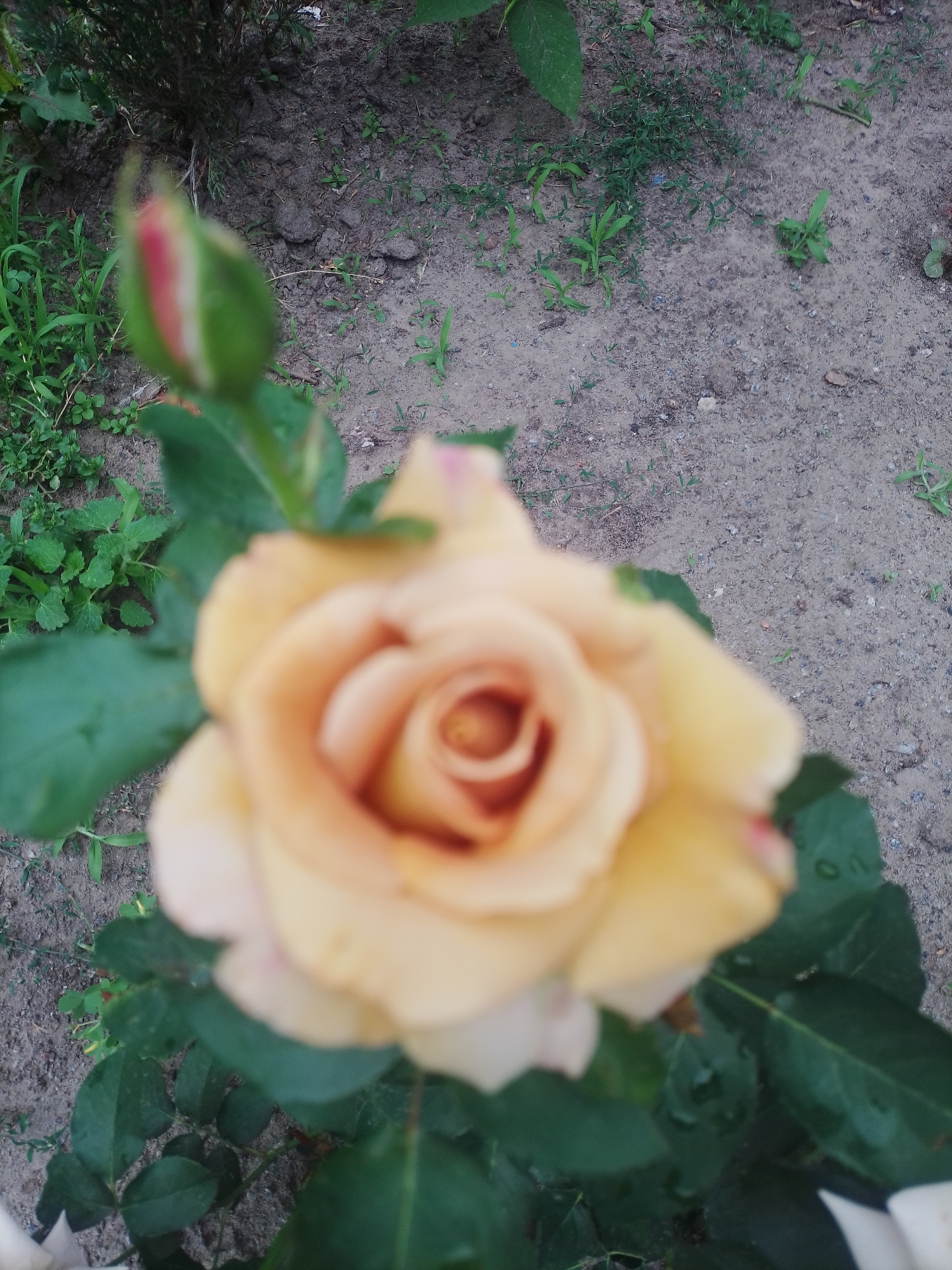 Rose garden bloom documented in Poltava, Ukraine