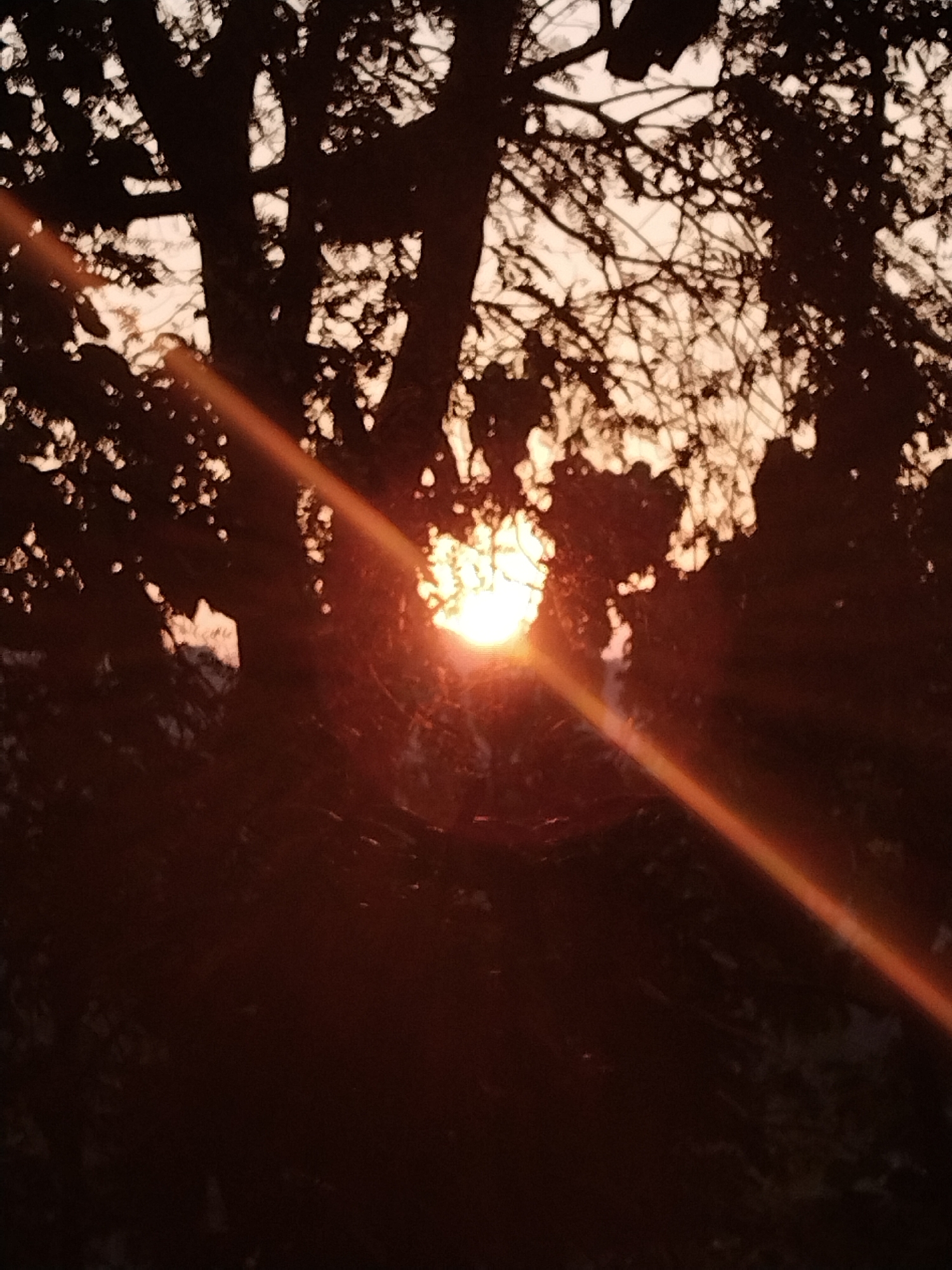 Witness documents sun through trees in morning light sequence