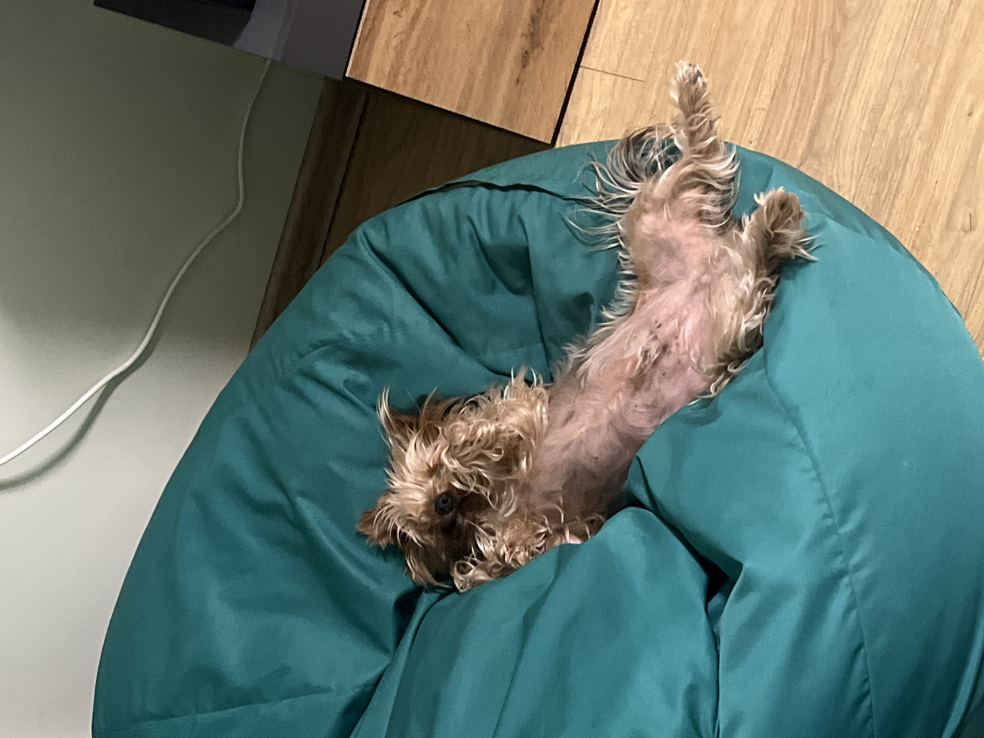 Cozy afternoon with dogs and humans lounging in Sofia home
