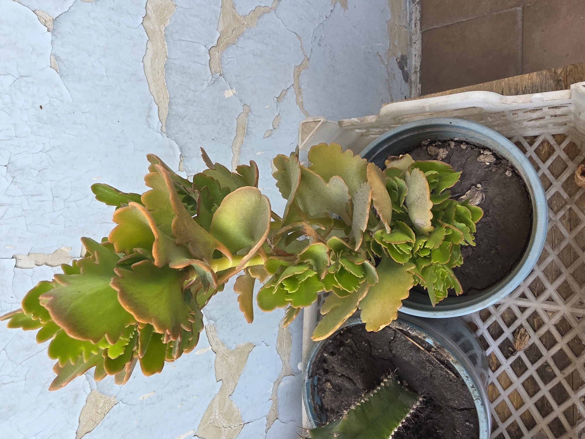 Plants, rooftops, and home details from a Yerevan residence