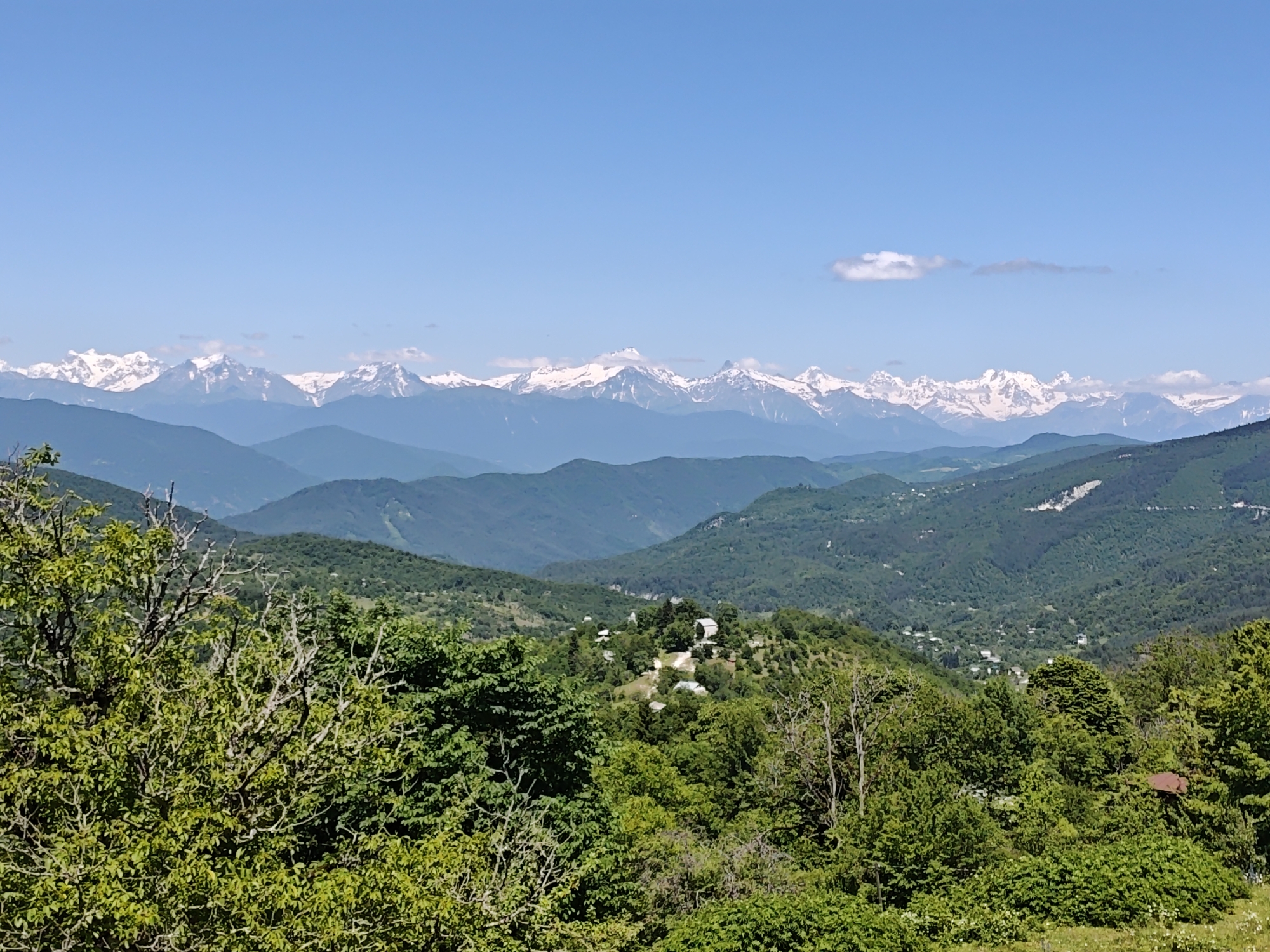 Sunny mountain landscape with wildflowers and an old gnarled tree