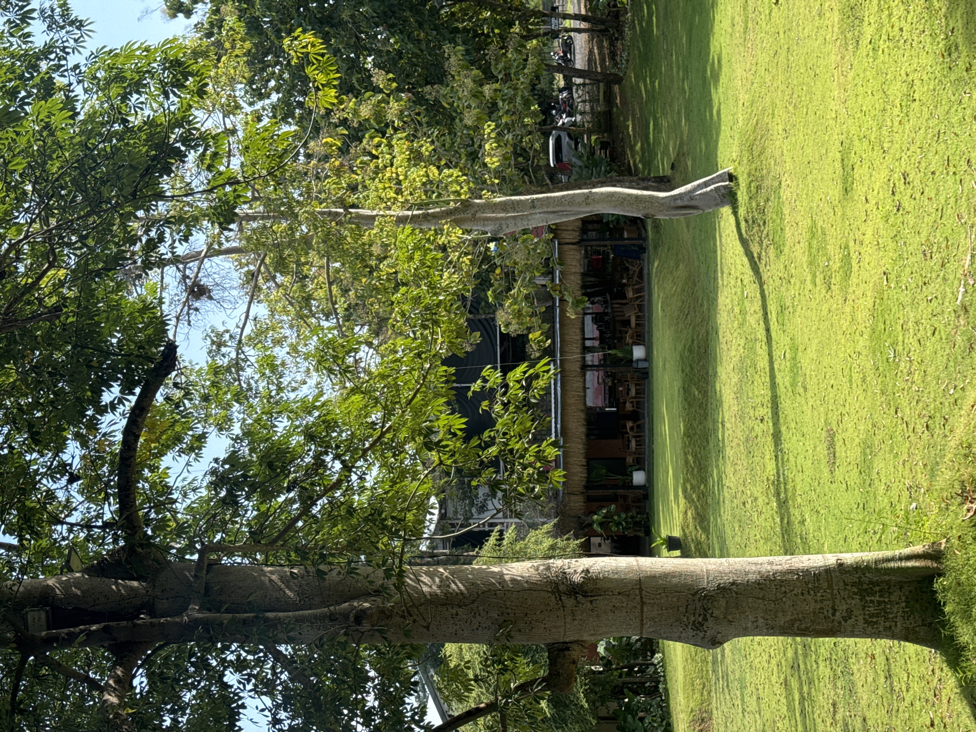 Quiet moments: park grounds and stuffed frog toy documented