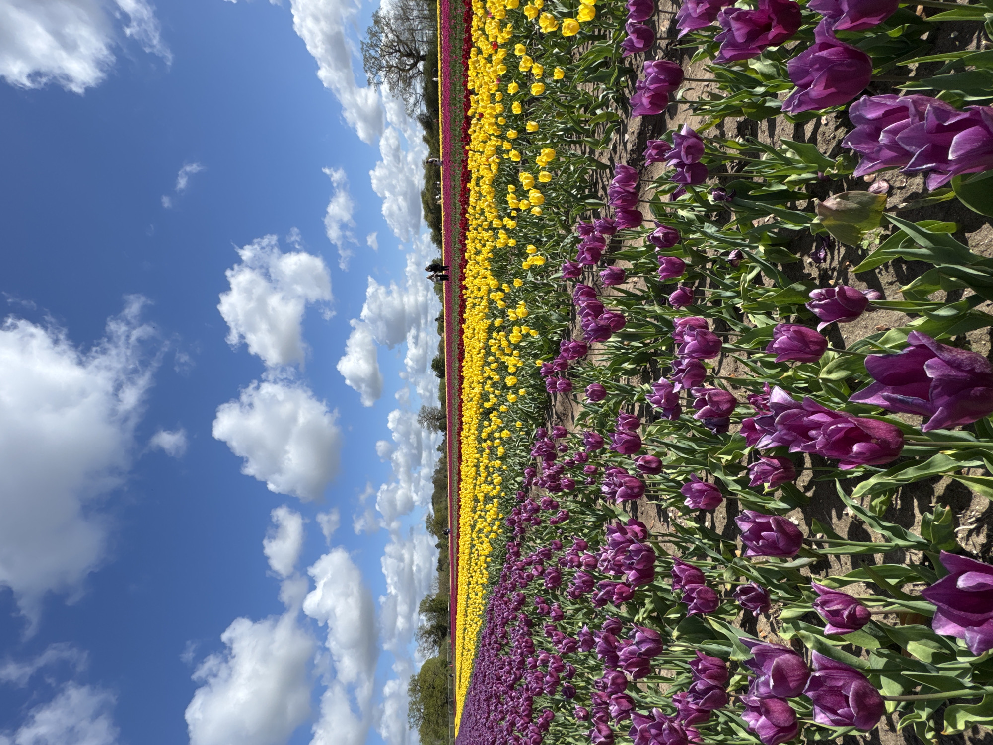Vibrant tulip fields bloom in King's Lynn countryside