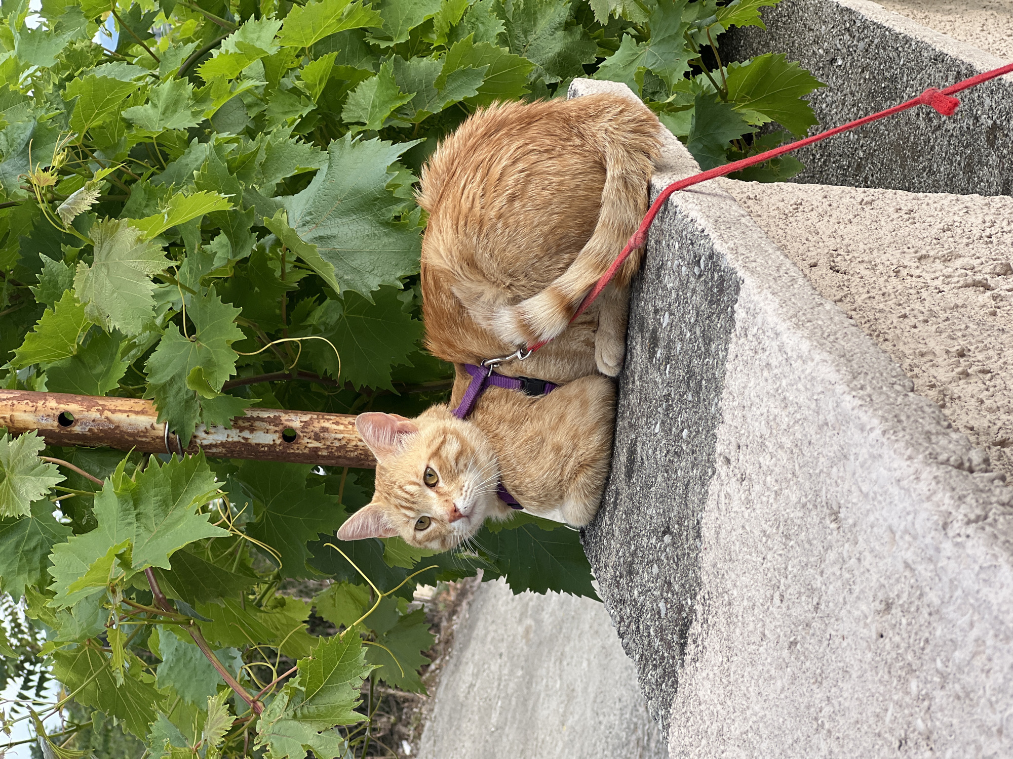 Harnessed orange cat spotted on concrete ledge in Podgorica