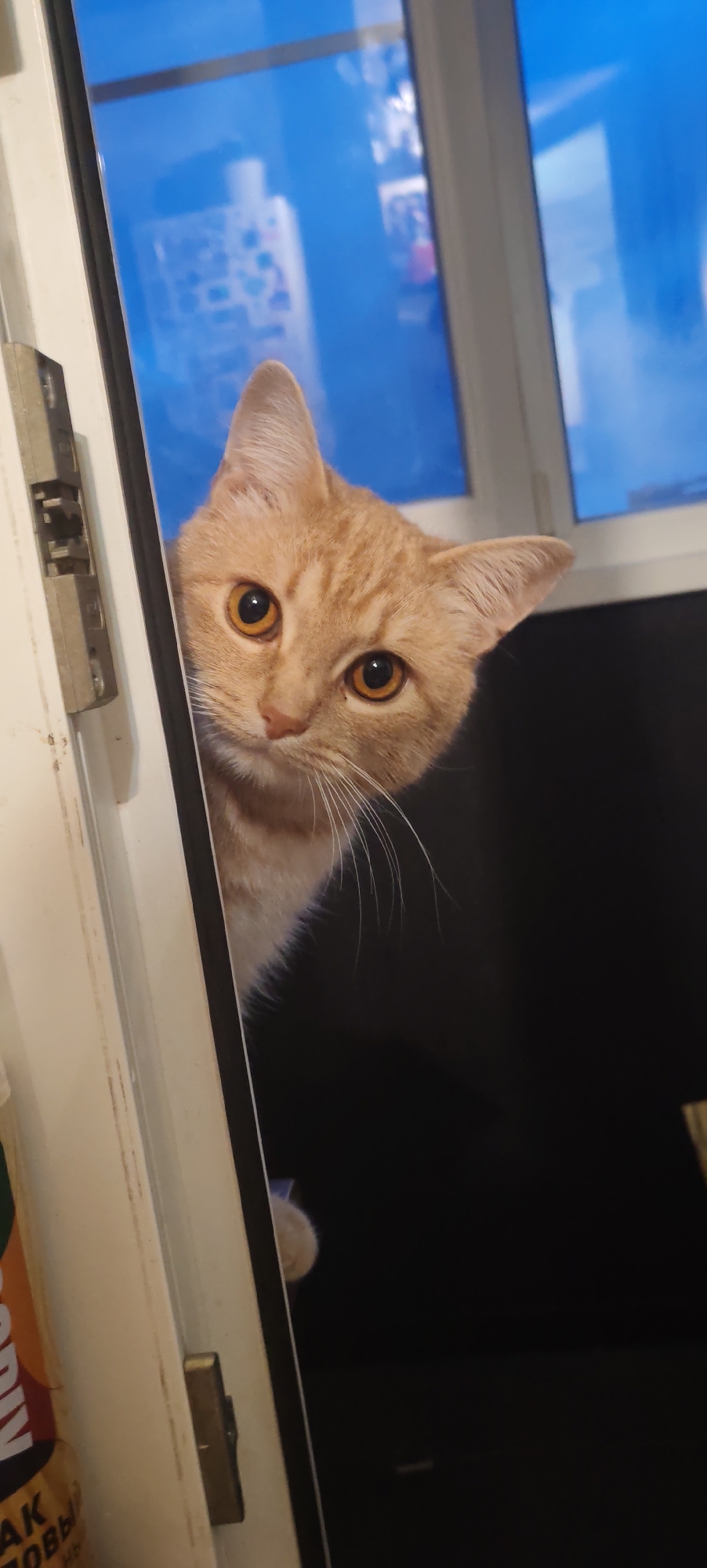 Orange tabby peers around a doorframe in Kaluga