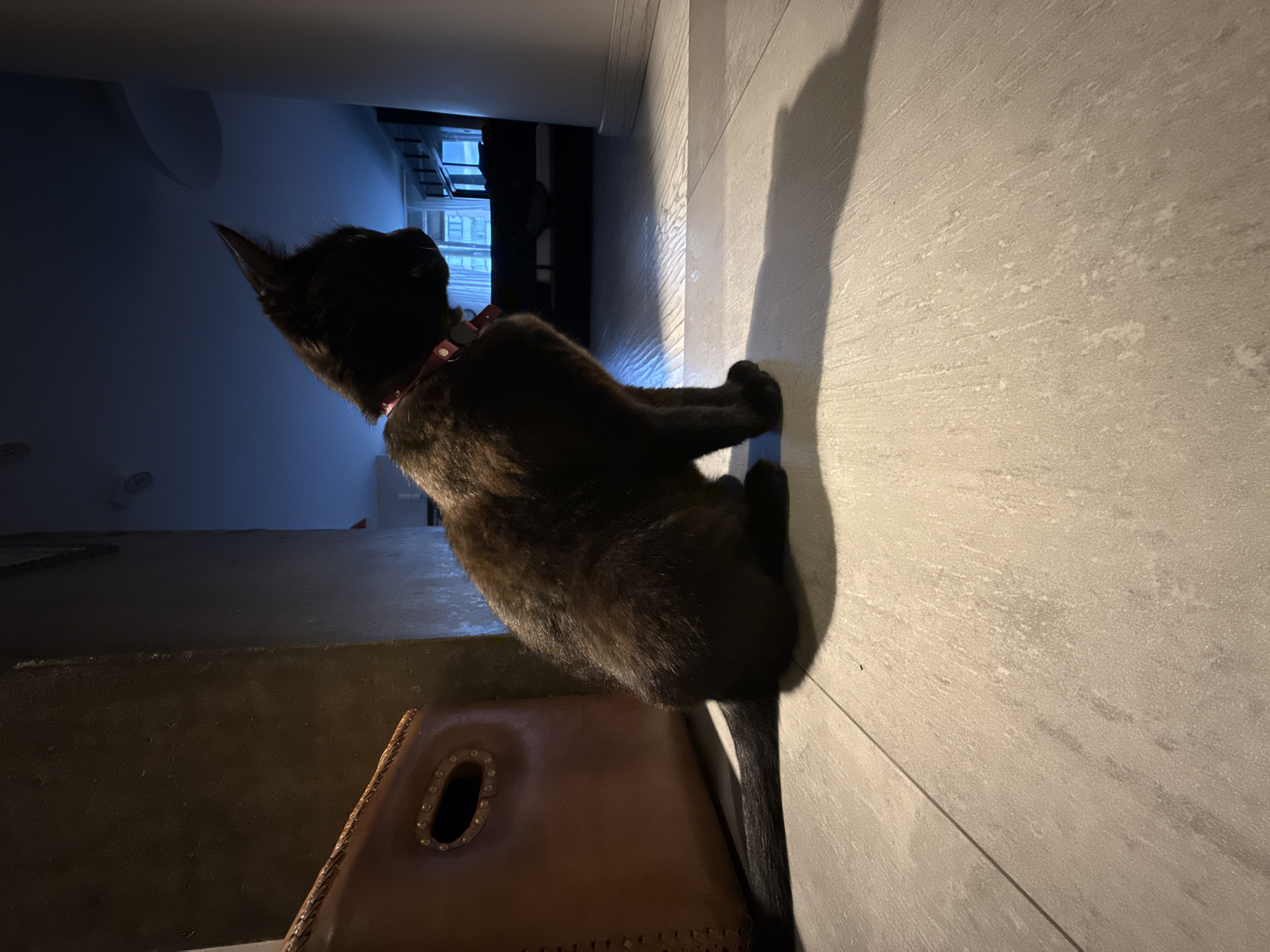 Black cat with collar spotted indoors in Minsk