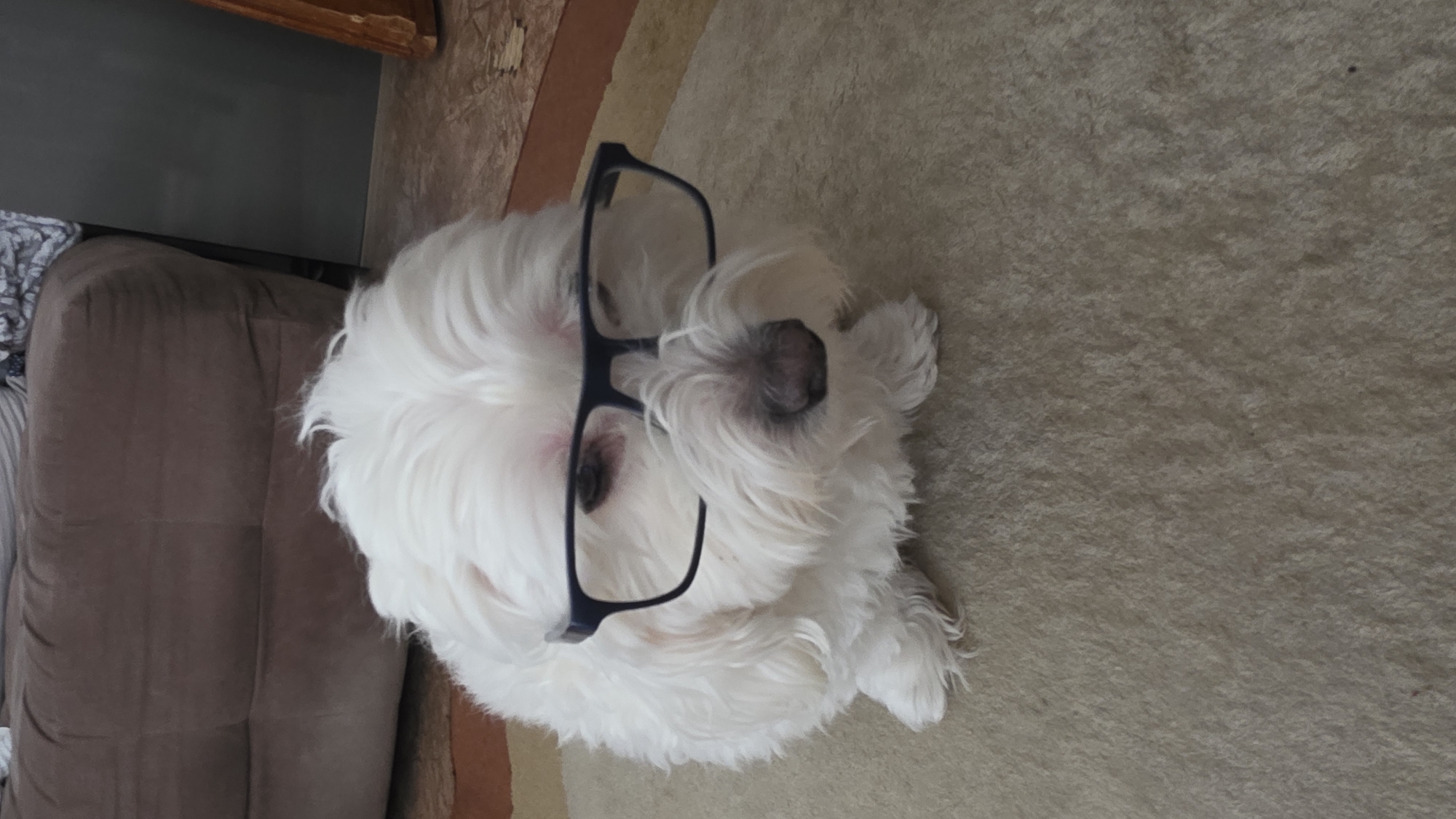 Pet owner documents costumed dog and guinea pig in Blagoevgrad home