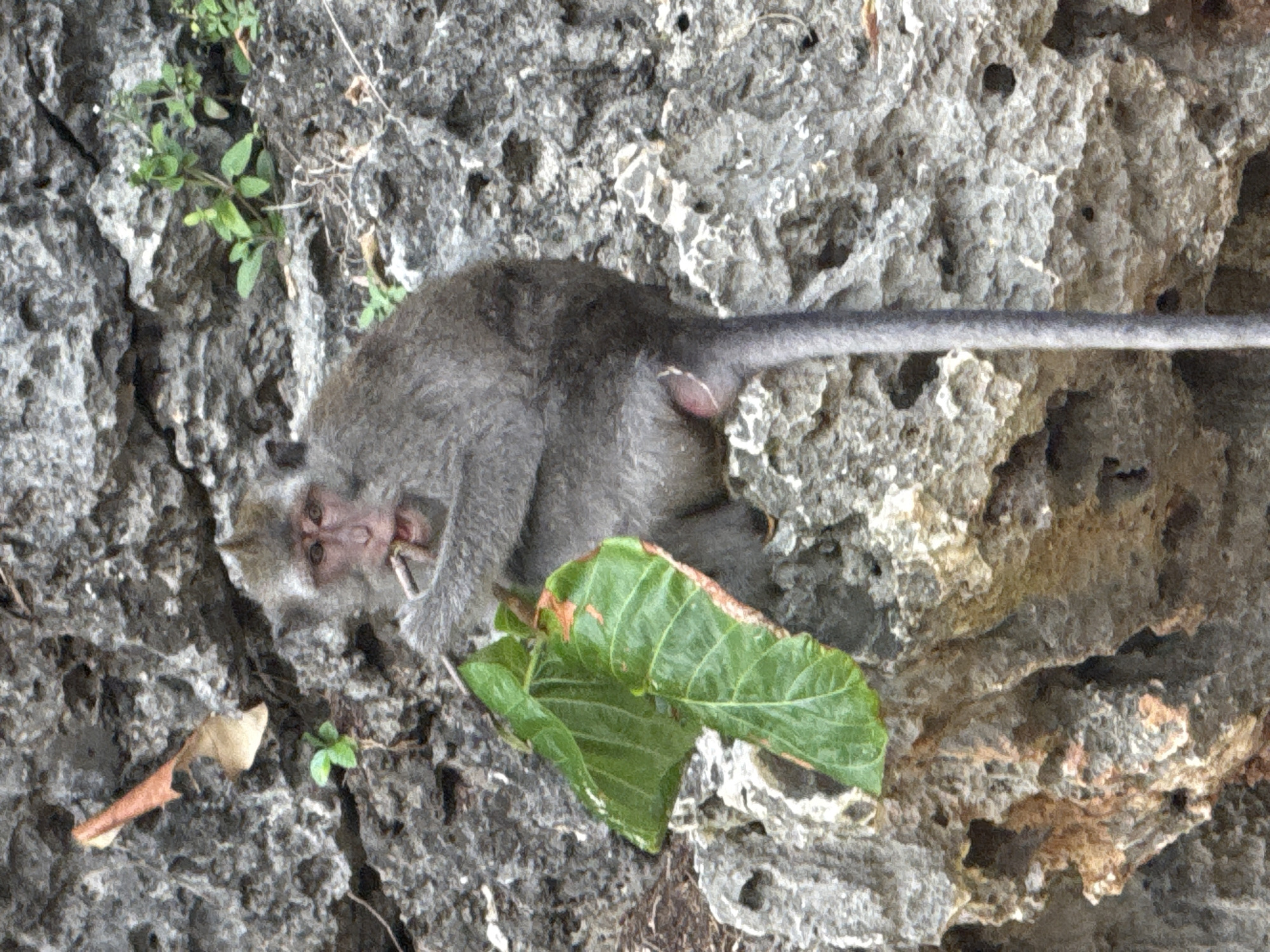Monkeys rest on rocks in southern Bali Indonesia