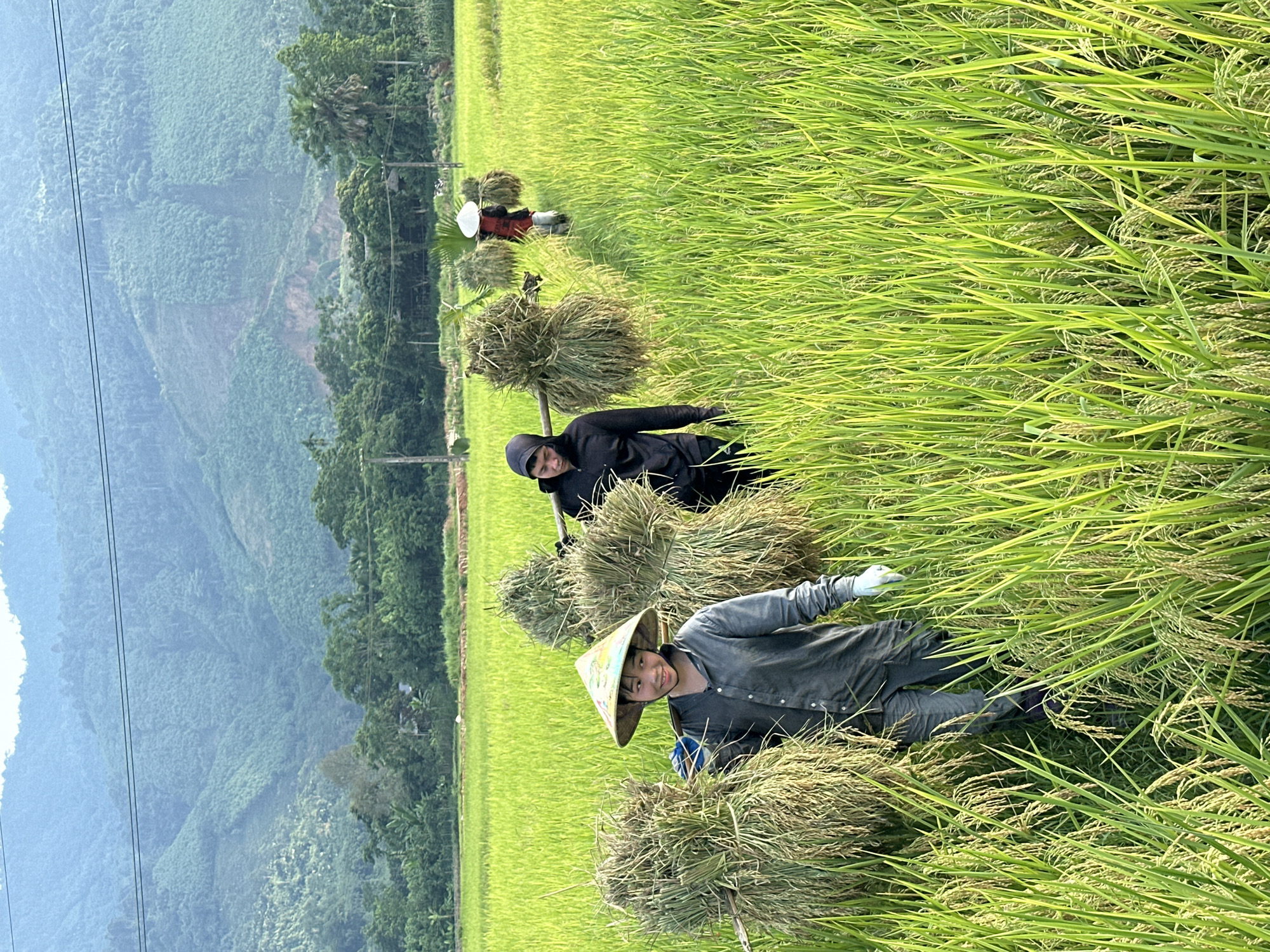 Rice harvest underway in Nghia Do paddies