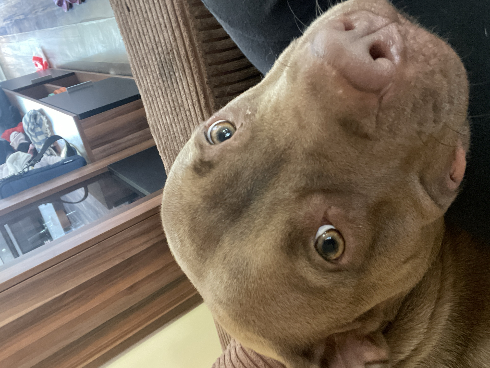 Pit bull mix relaxes at home in Malevo, Bulgaria