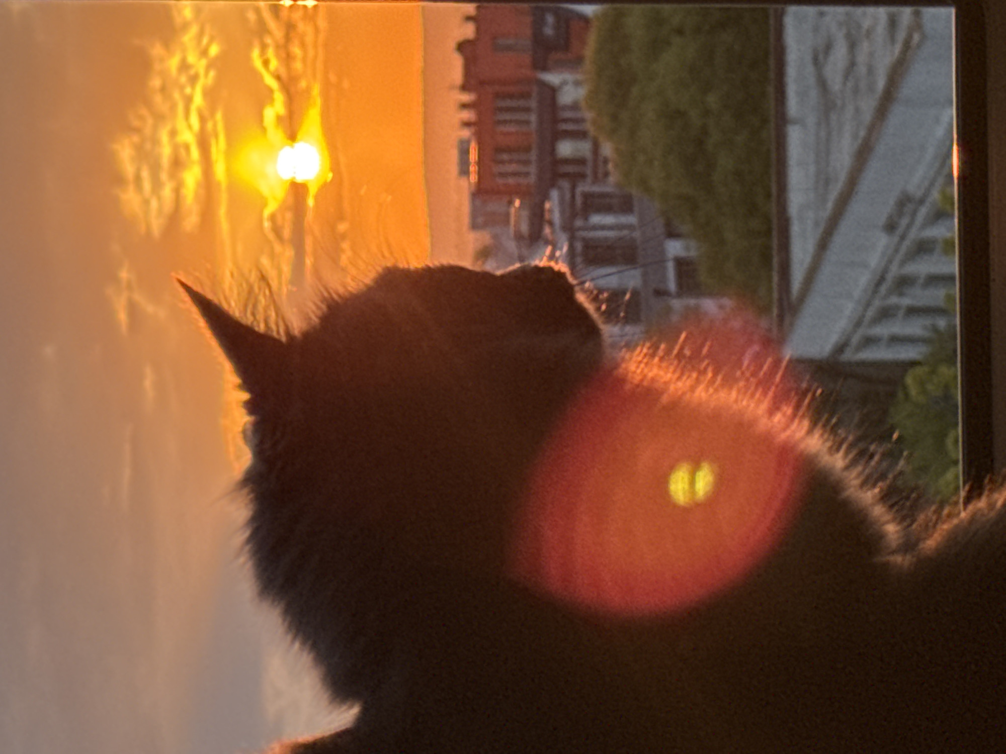 Cats silhouetted against dramatic sunset captured across Varna, Bulgaria