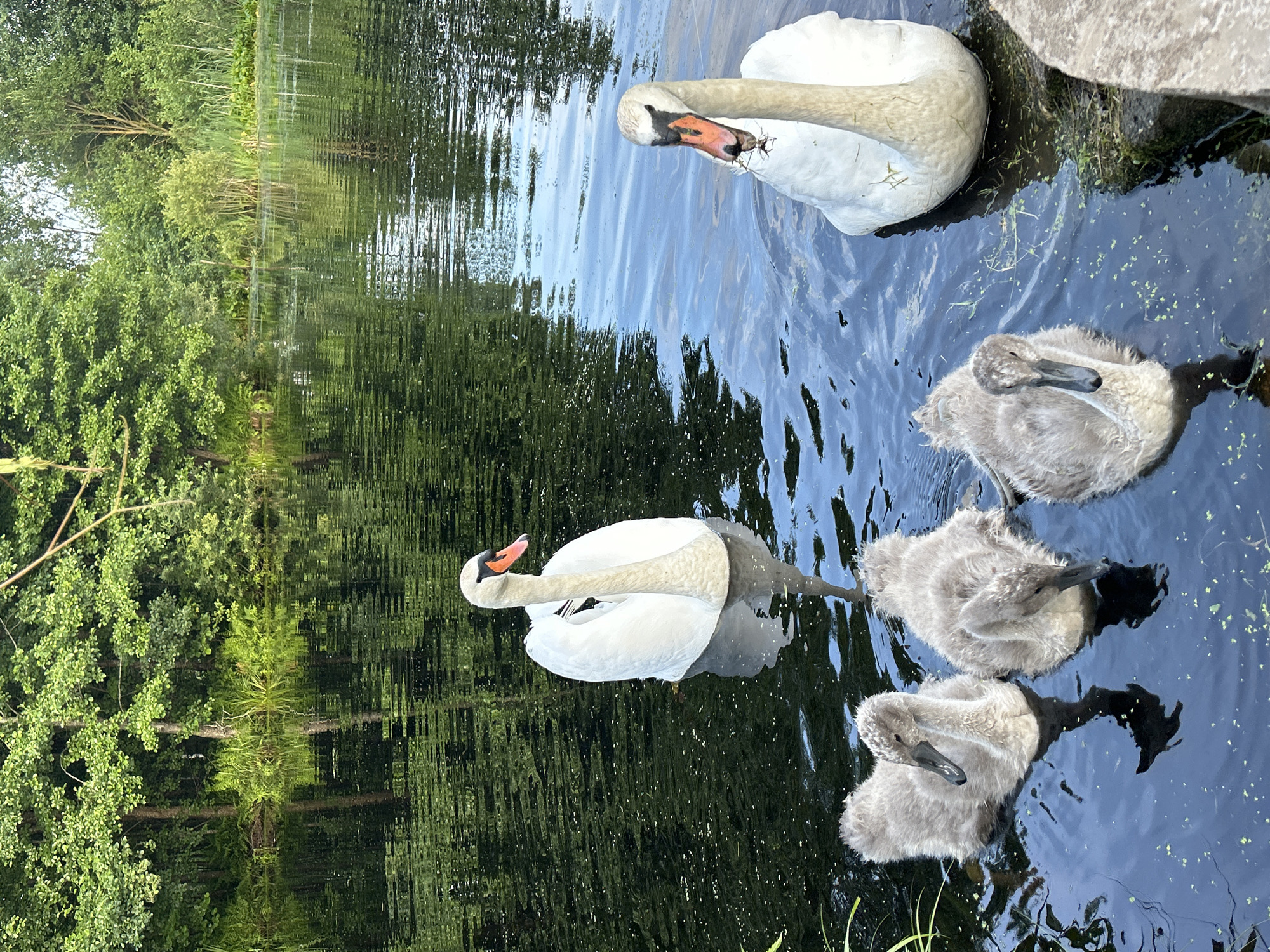 Mute Swan family with cygnets on a quiet pond
