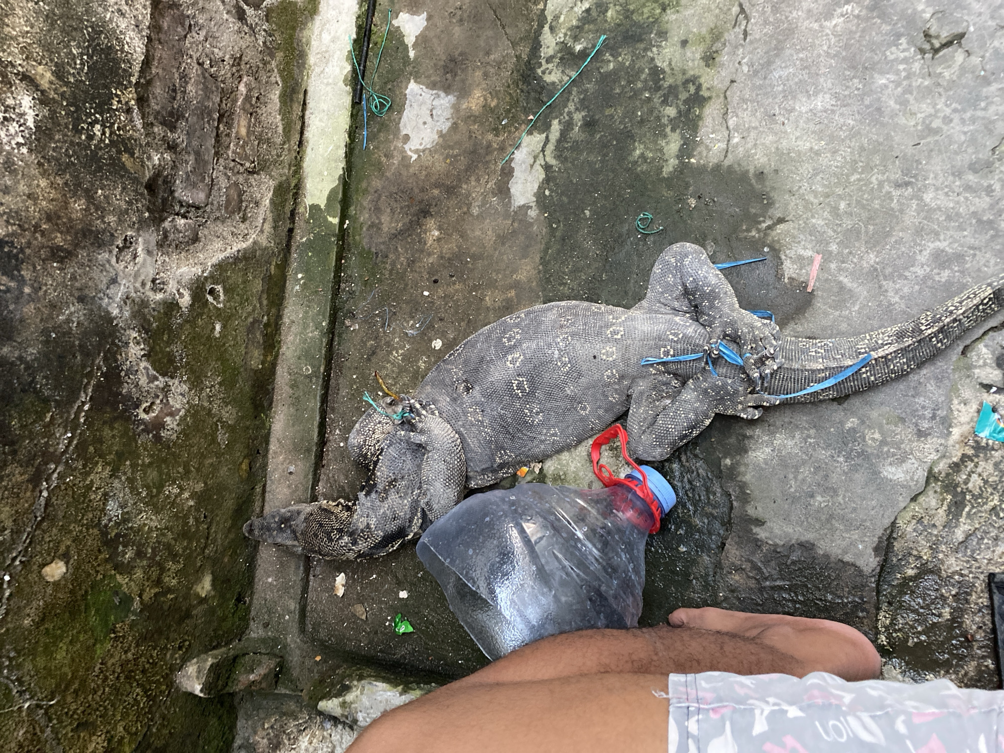 Bound monitor lizards on concrete in Madiun, Indonesia