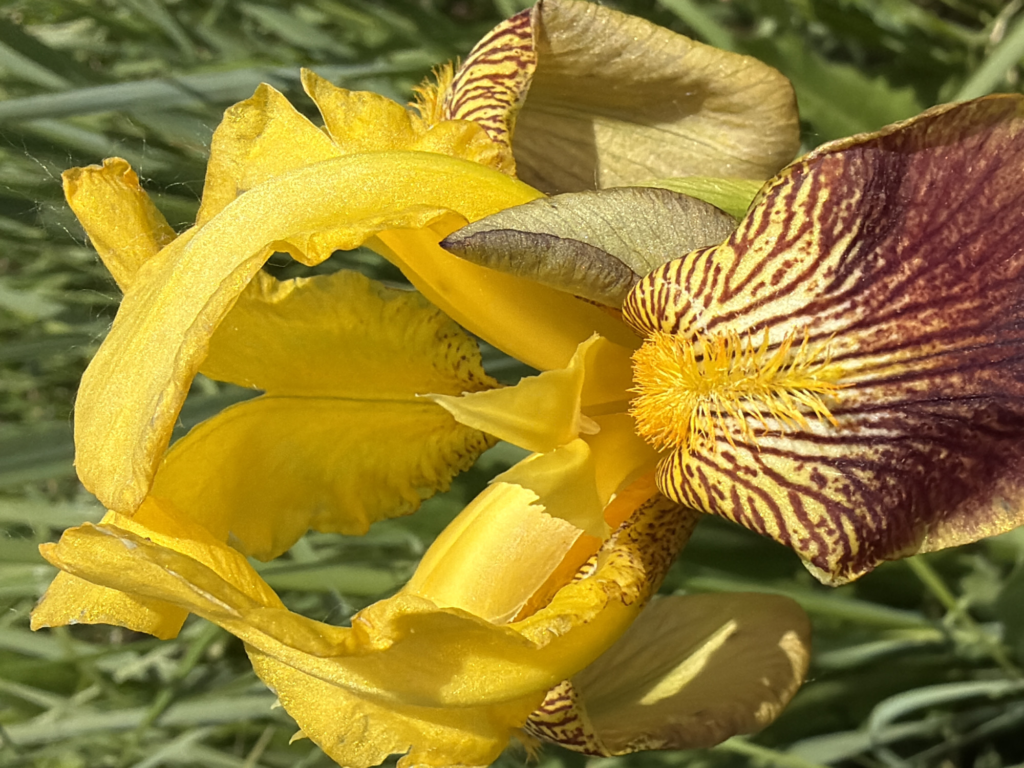 Spring nature walk captures blooming flowers and forest scenes
