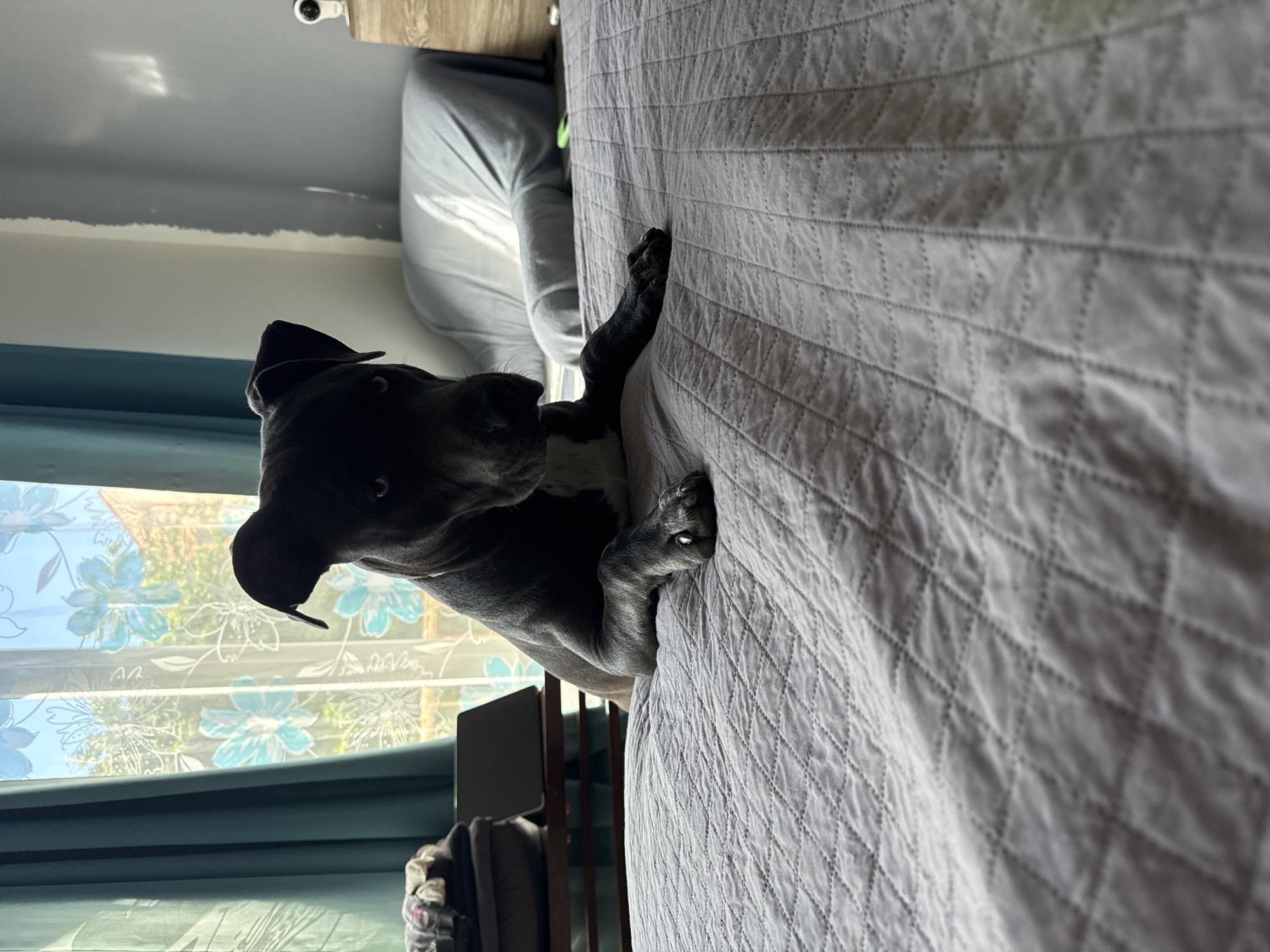 Dog plays indoors during early morning hours in Varna