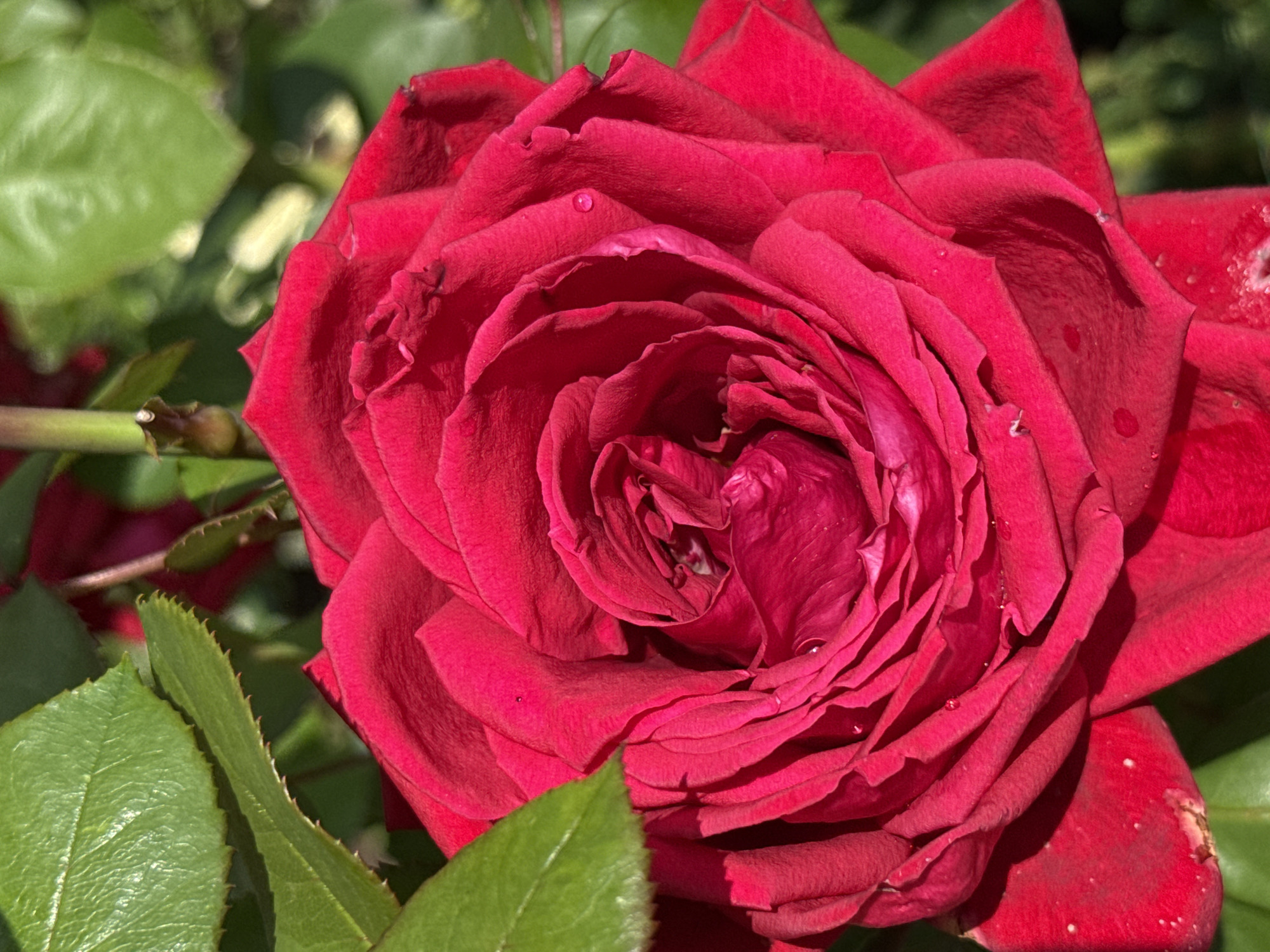 Summer garden in full swing, Votkinsk — flowers, fruit, and details