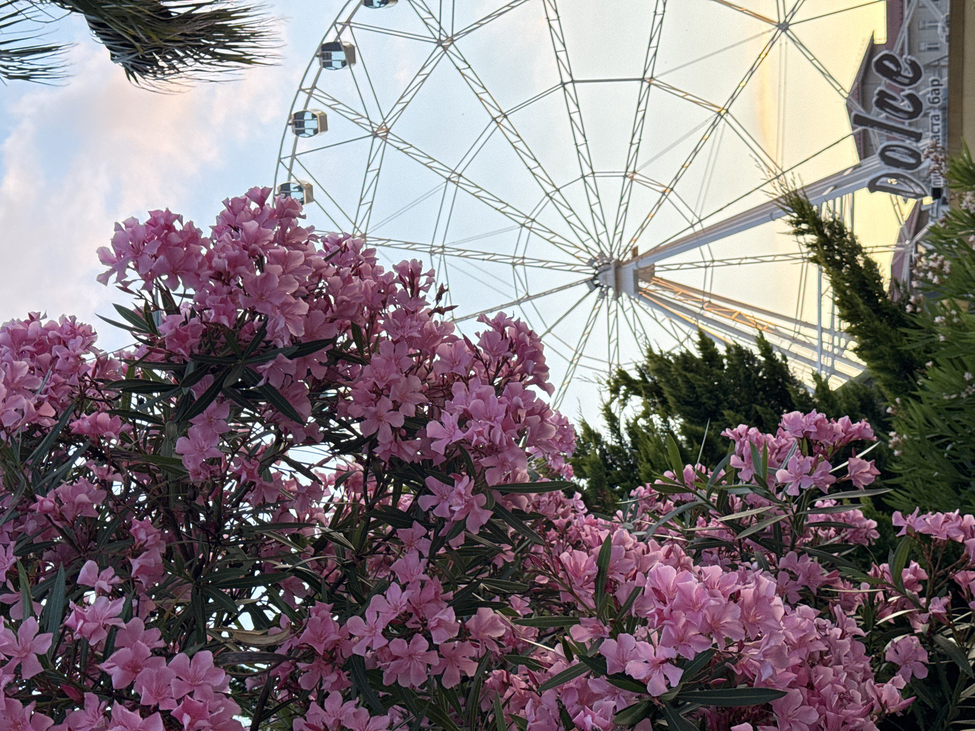 Ferris wheel, pink oleander, and sunset vibes in Sochi