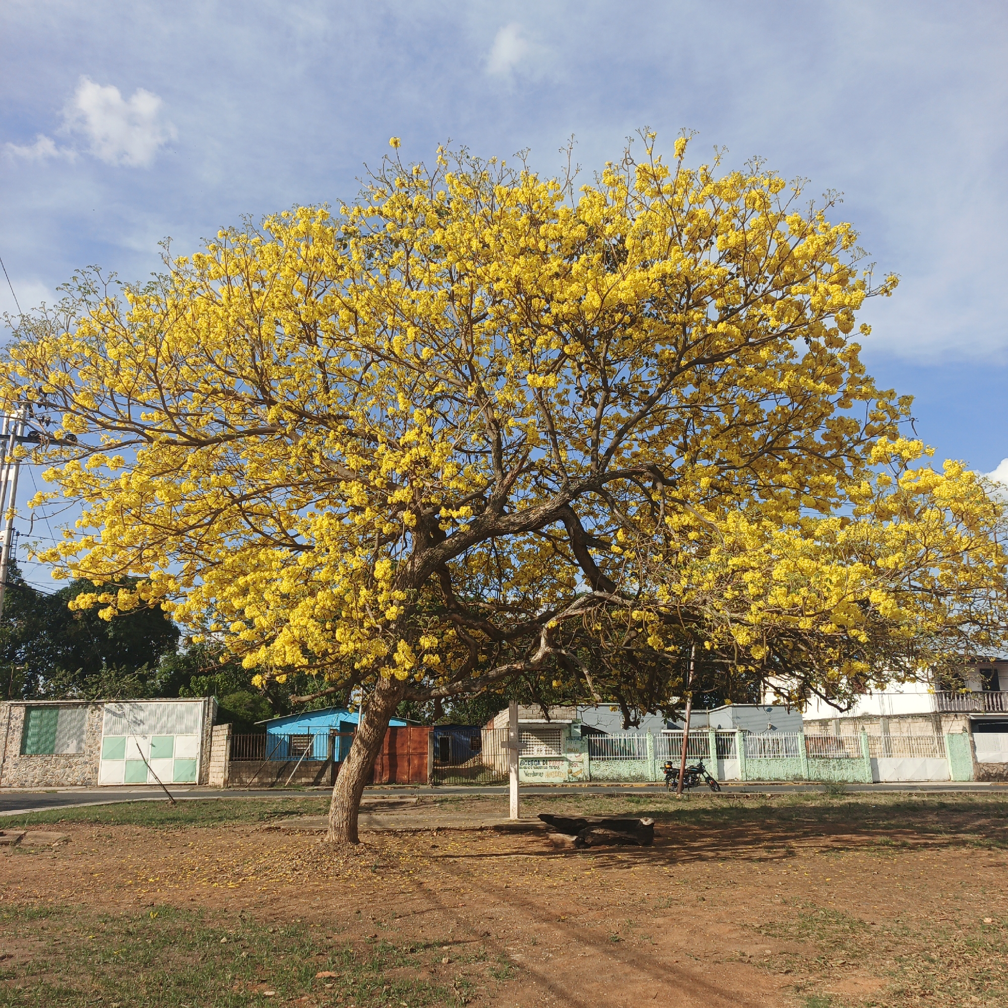 Yellow flowering tree blooms observed in Tinaquillo, Venezuela