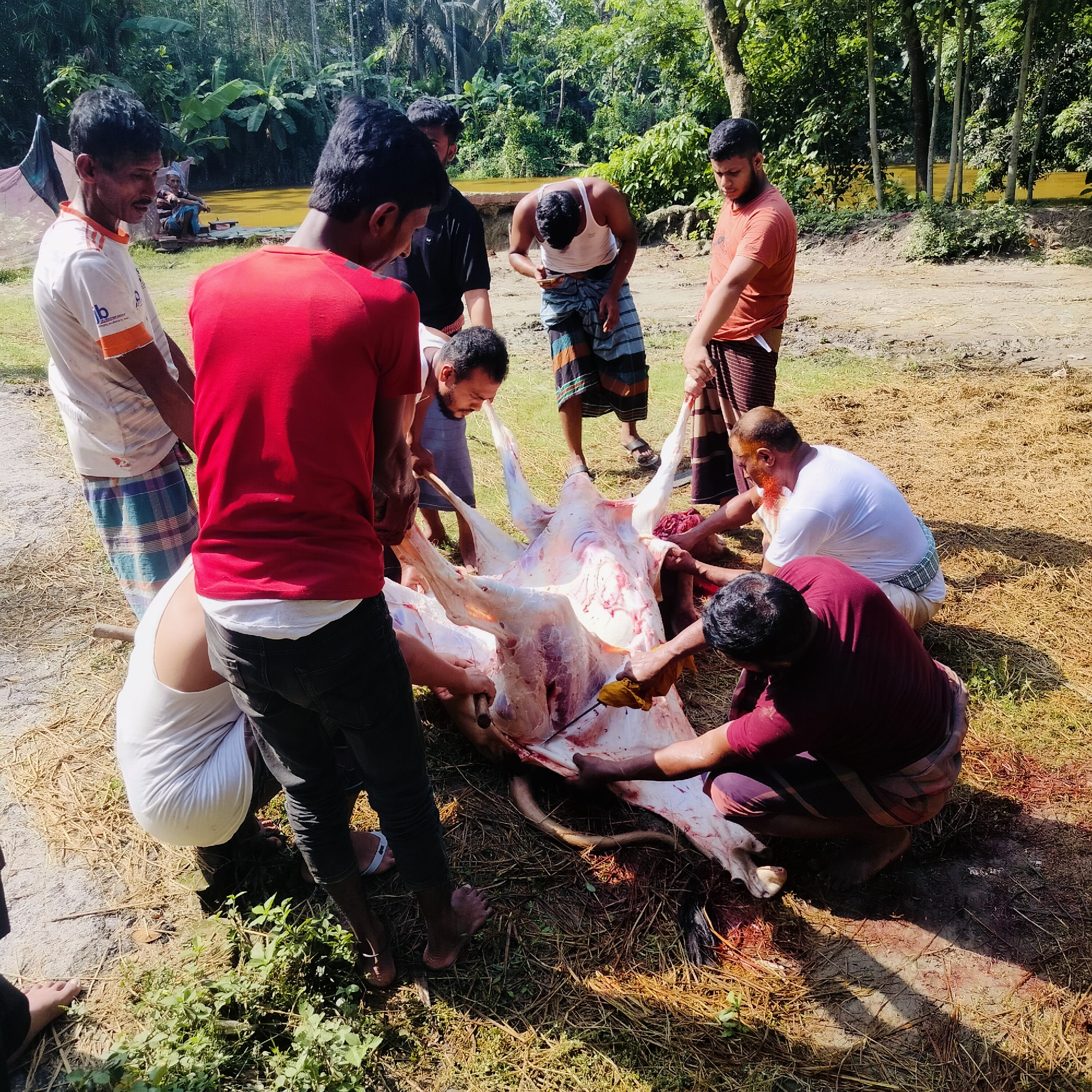 Ritual cow slaughter documented in Lalmohan, Bangladesh early morning