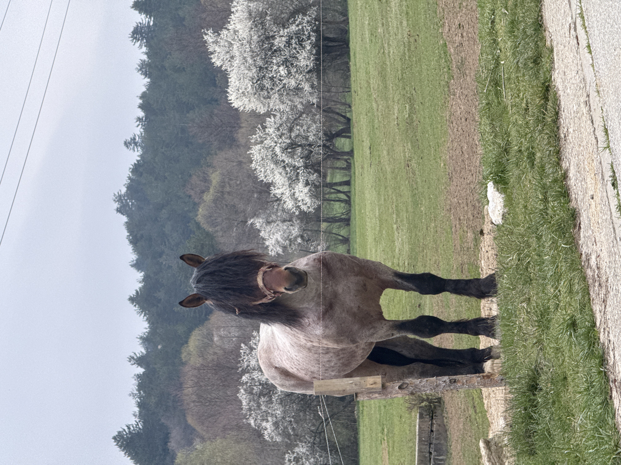 Grey horse spotted in field near Razlog, Bulgaria