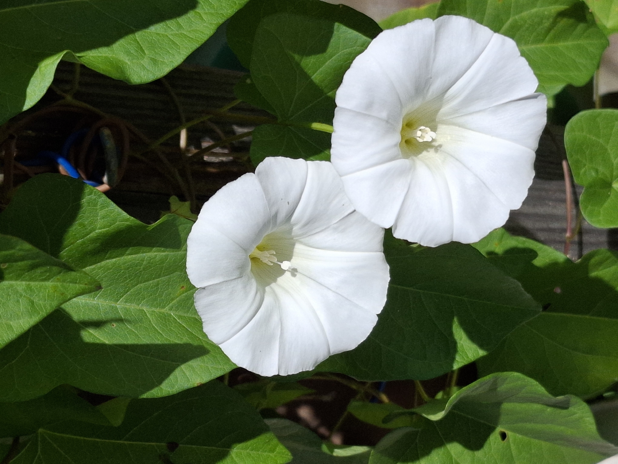 Summer garden walk: flowers, vegetables, and backyard nature.