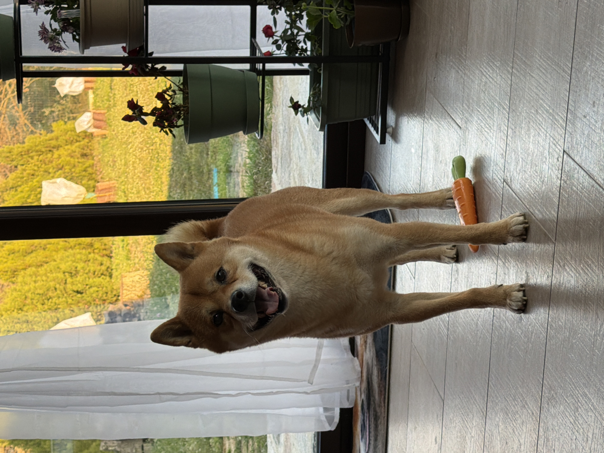 Shiba Inu enjoys playtime in Bulgarian countryside field