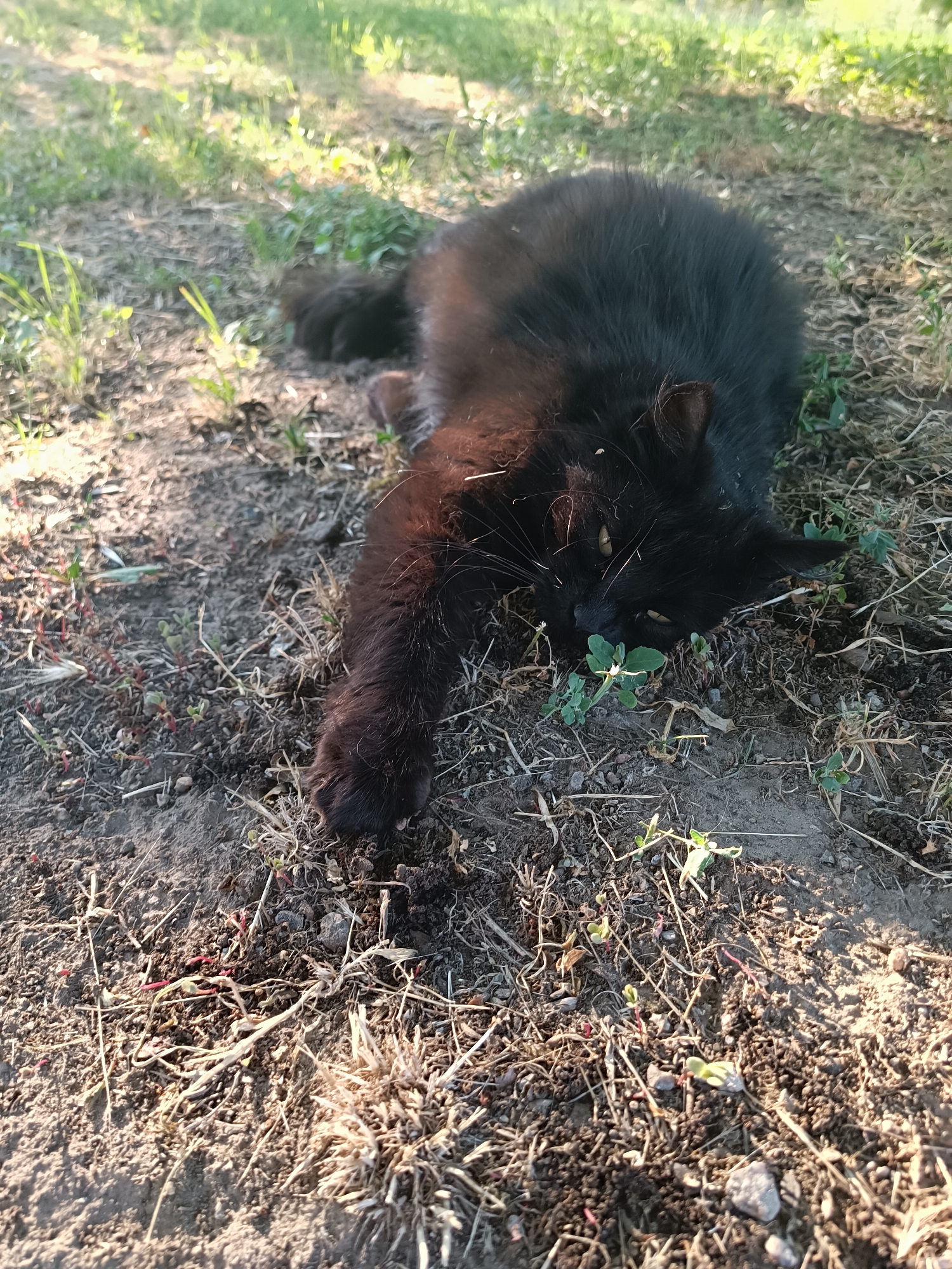 Black cat resting in the dirt, paw on clover