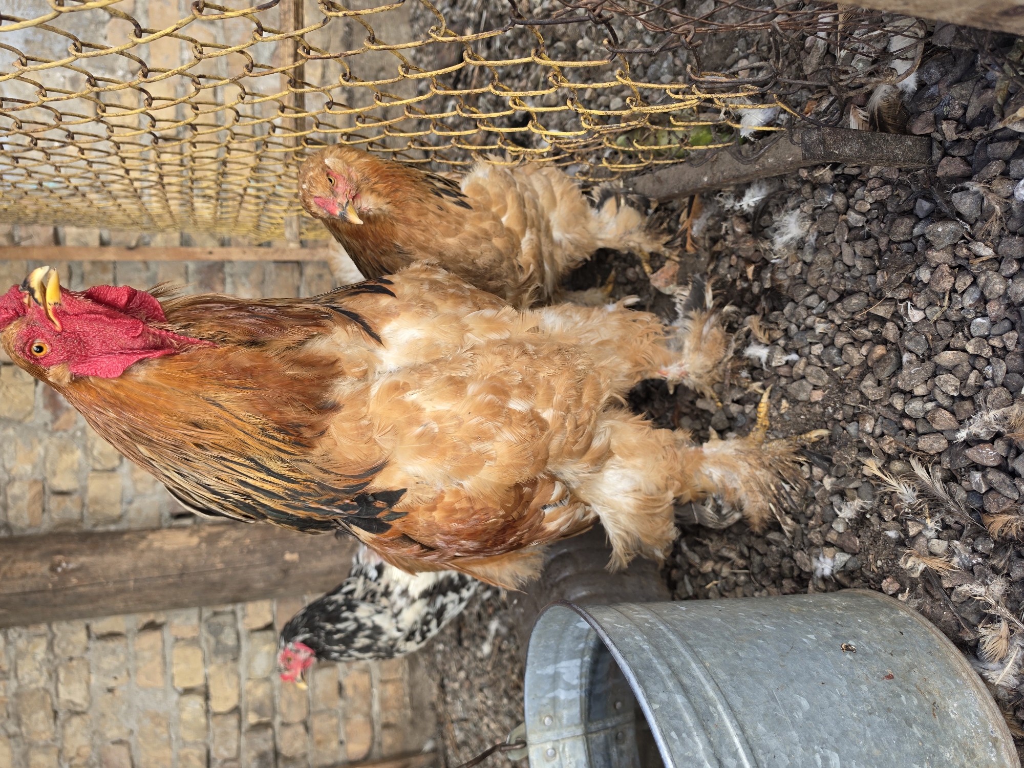 Tashkent backyard life: chickens, garden blooms, and dumpling soup