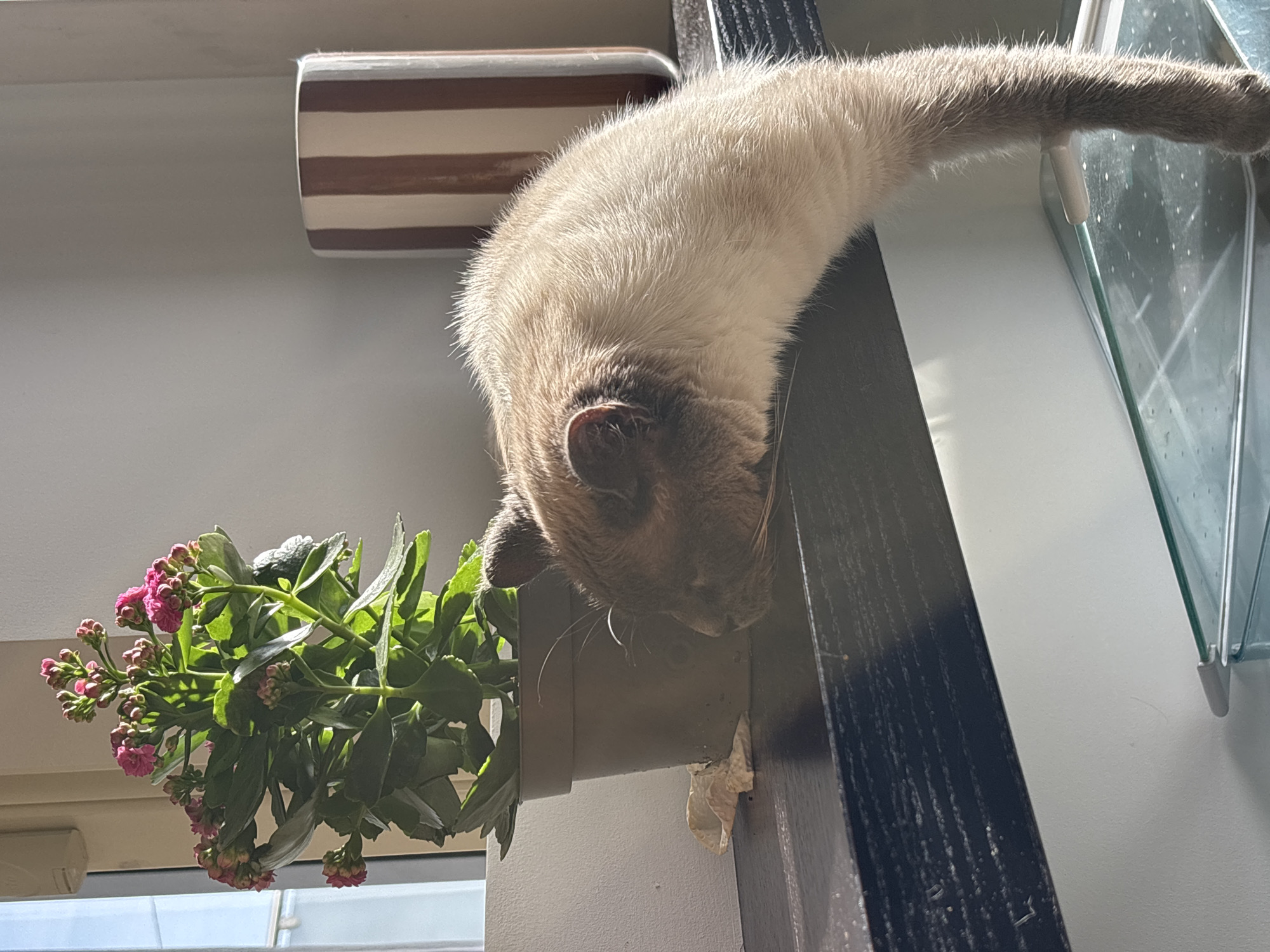 Curious cat investigates flowering plant from shelf in Antwerp