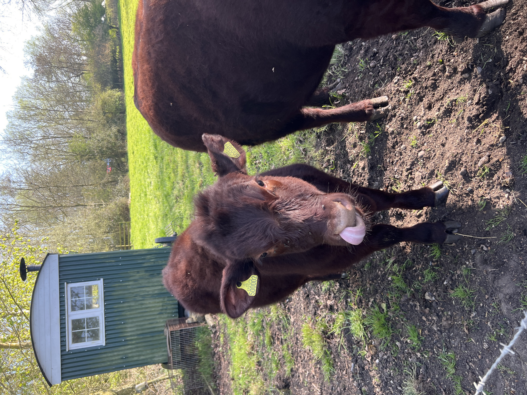 Cows spotted in South Norfolk field, one sticking tongue out