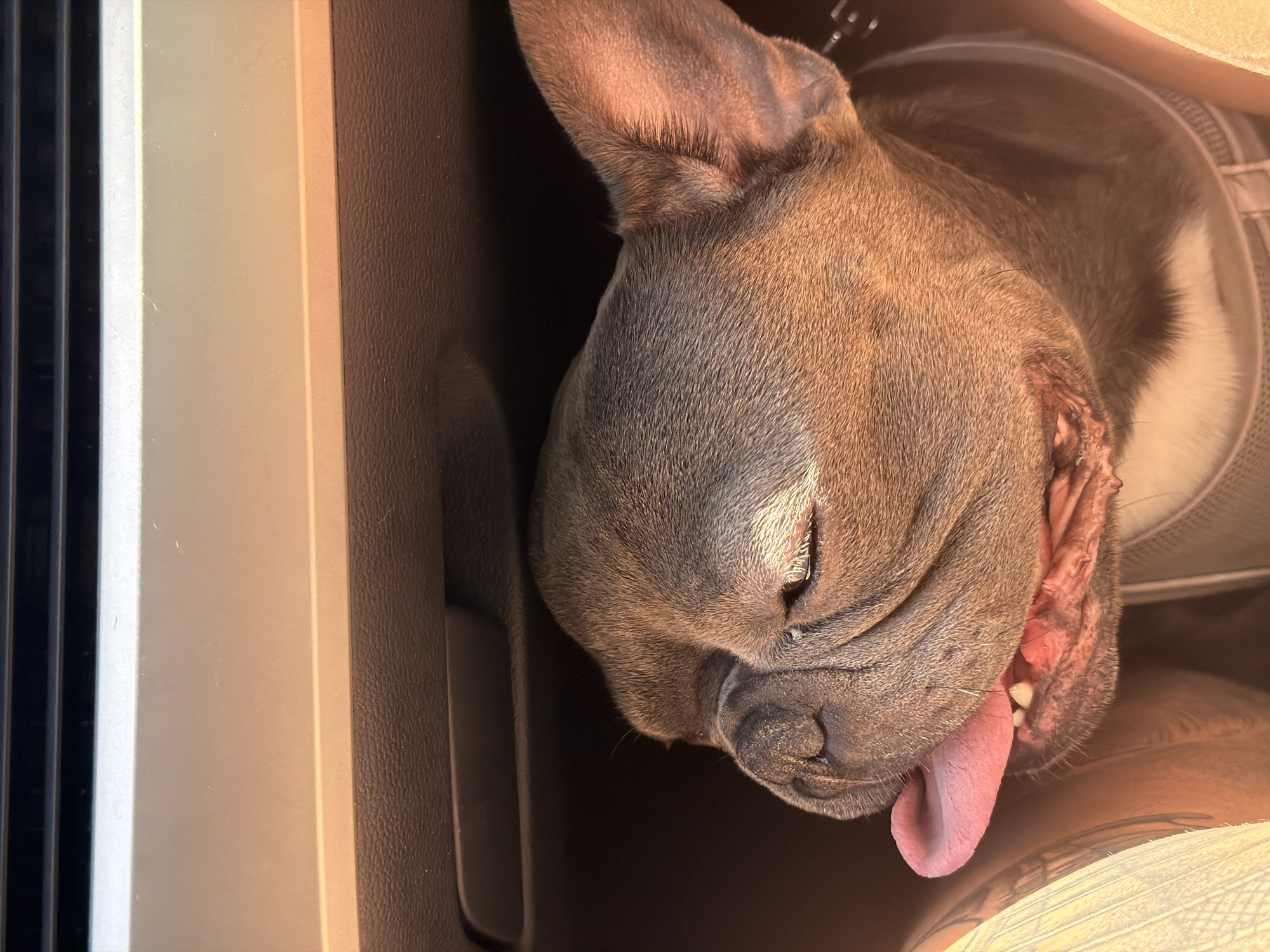 French bulldog's morning out in Ruse, Bulgaria