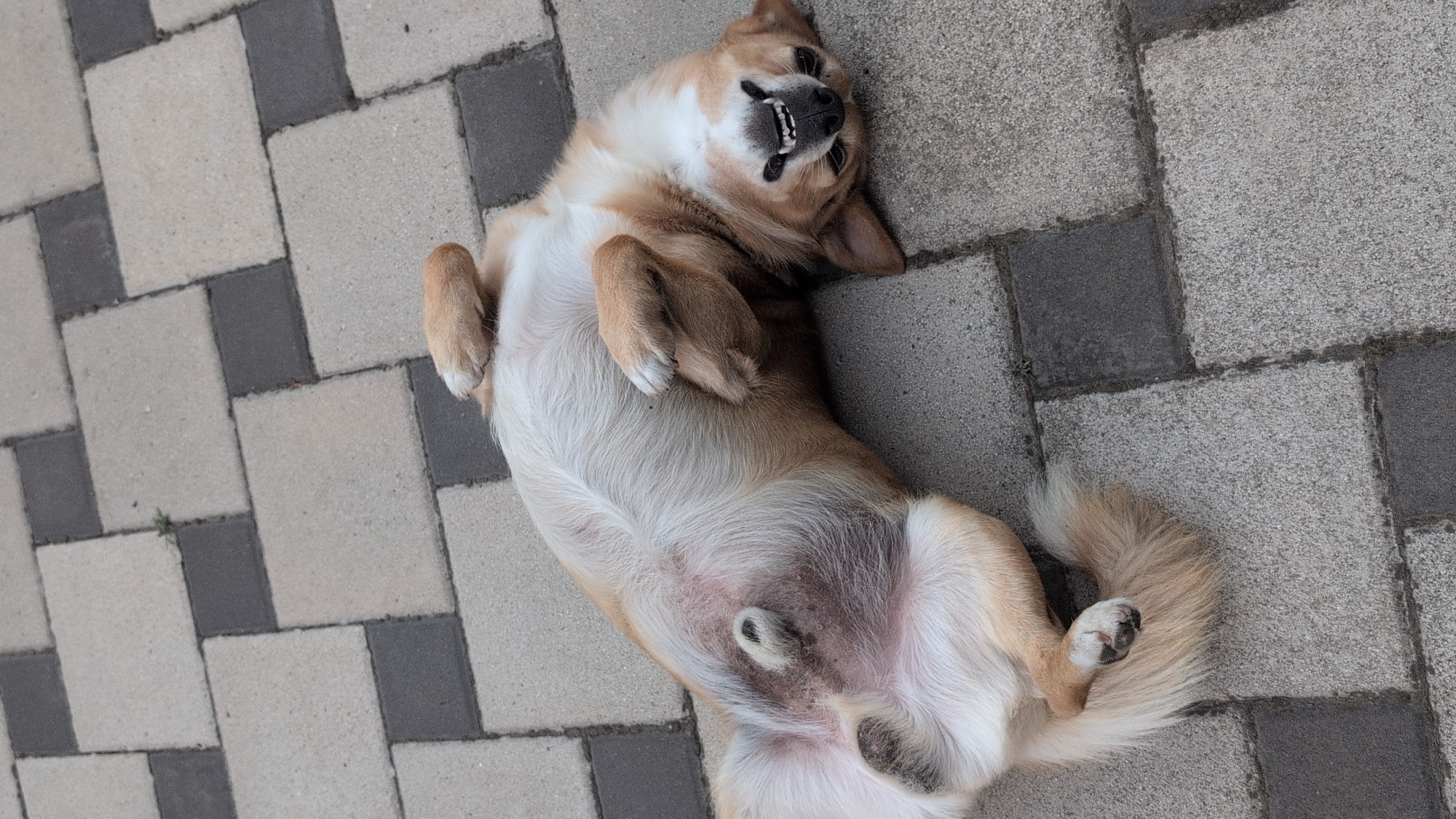 Cats, dogs, and odd corners of an Izmail afternoon
