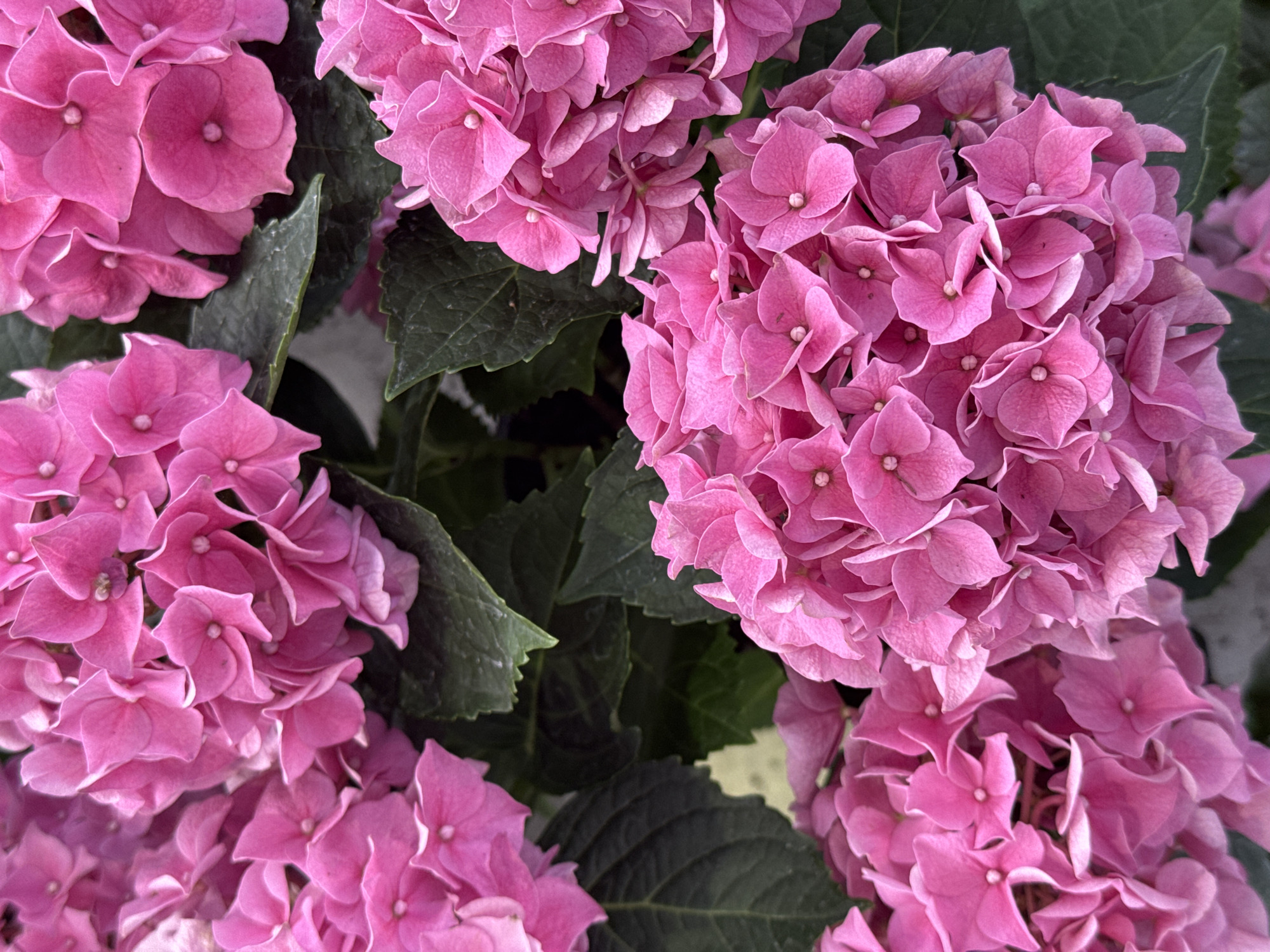 Yekaterinburg flower market stall, wall-to-wall blooms for sale