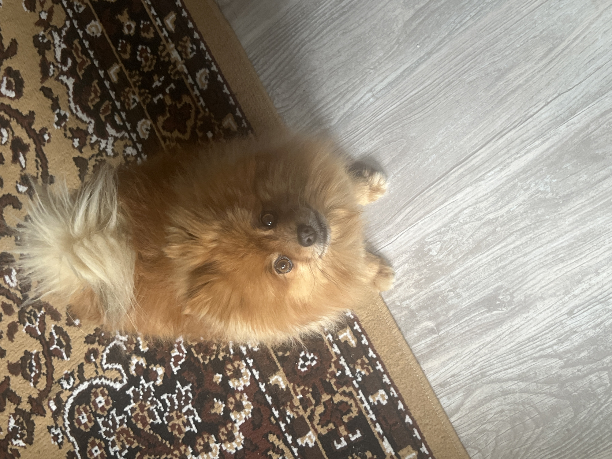 Pomeranian dog photographed at home in Asenovgrad, Bulgaria