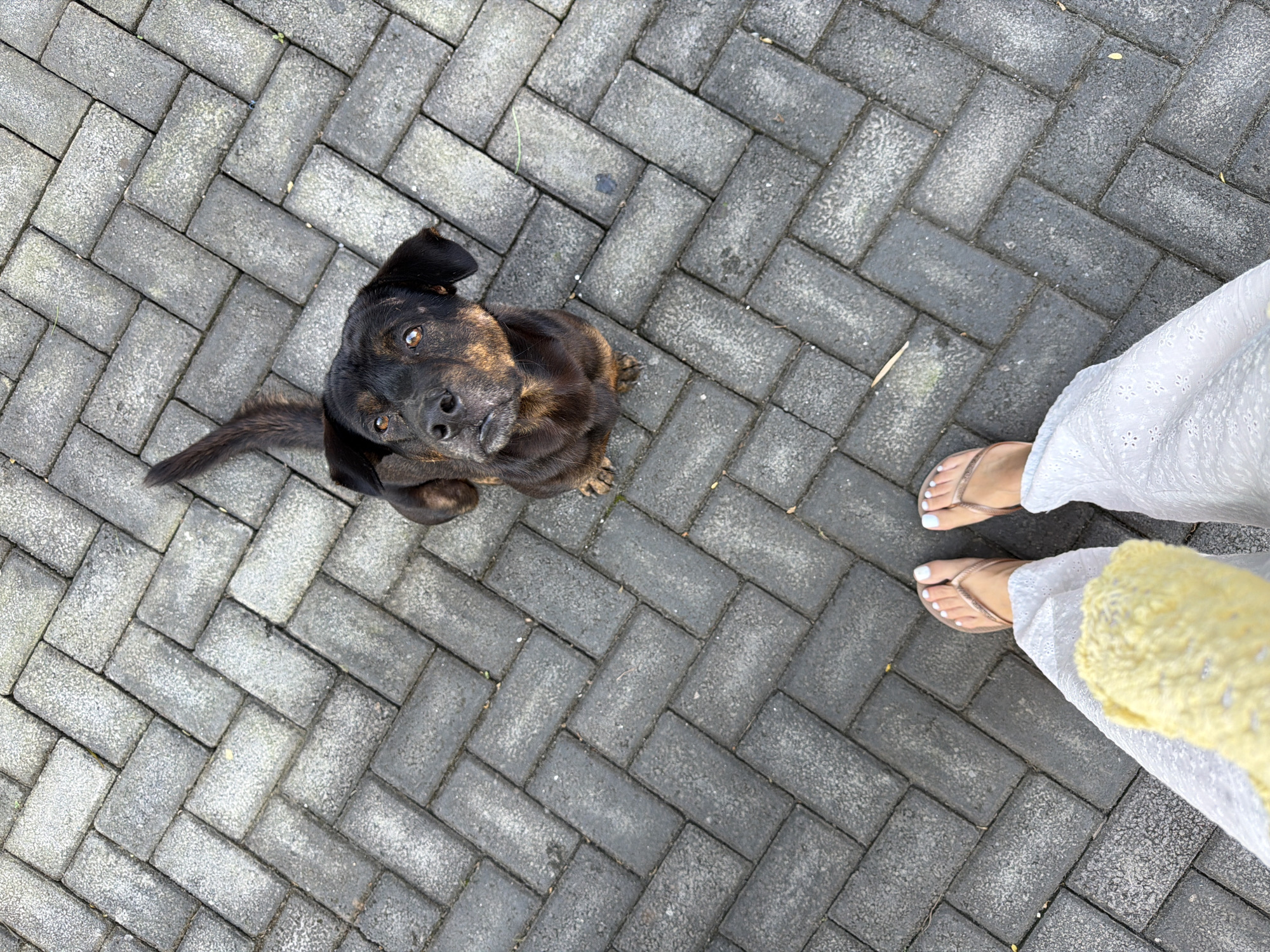Animals gather in Kuta Selatan courtyards during morning hours