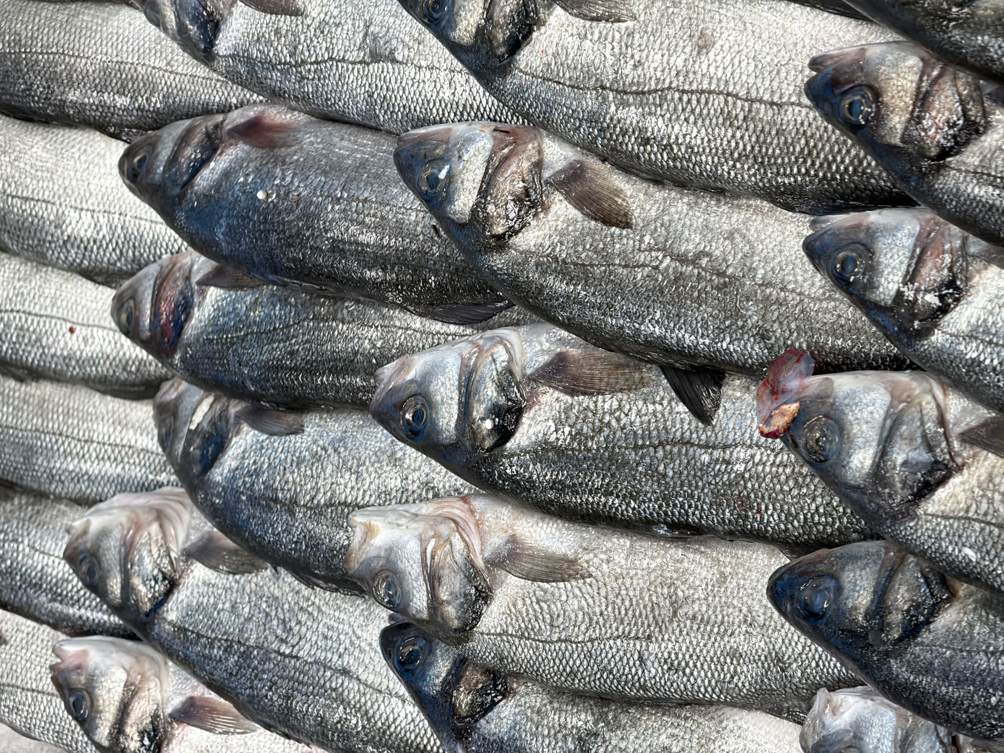Seafood market operations documented across Moscow area