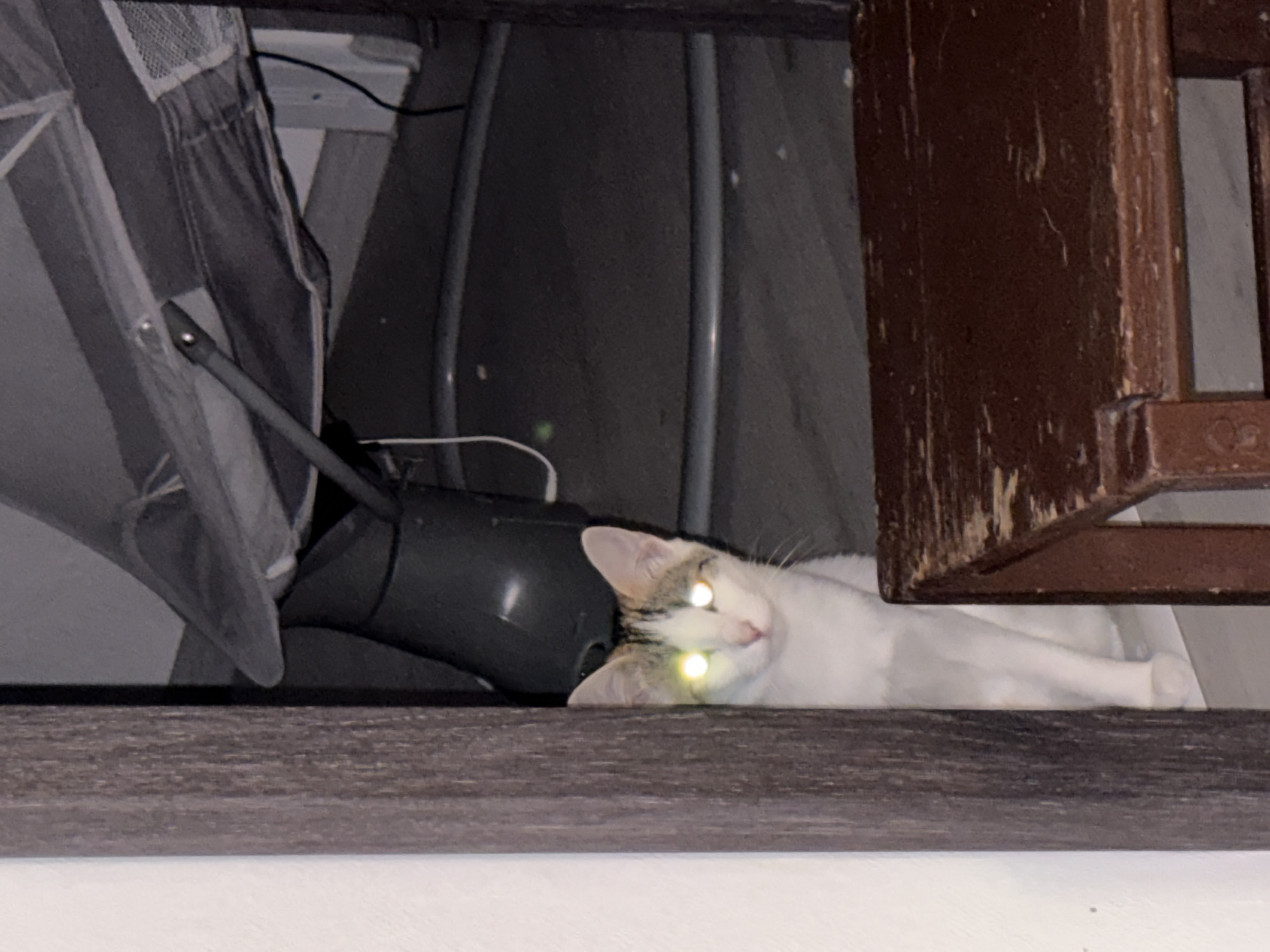 Pets winding down for the night in Plovdiv