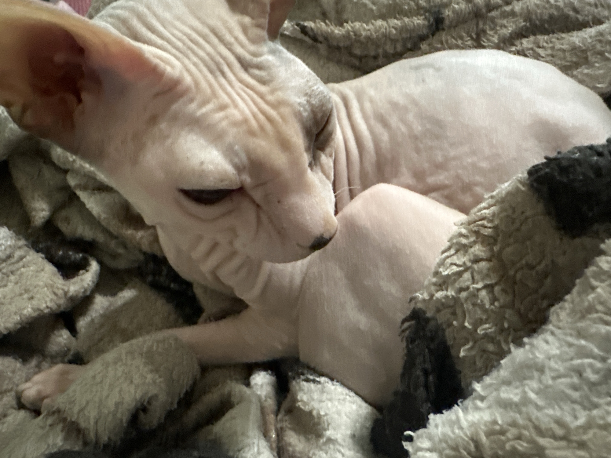 Sphynx cat napping, posing, and getting pampered in Togliatti