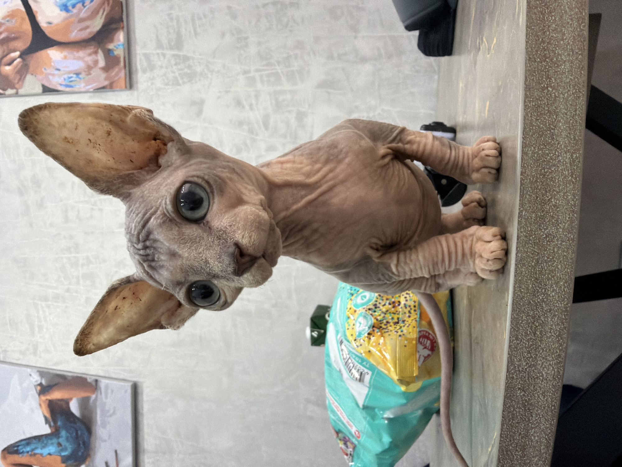 Sphynx kitten photographed from every angle in Elitnyi