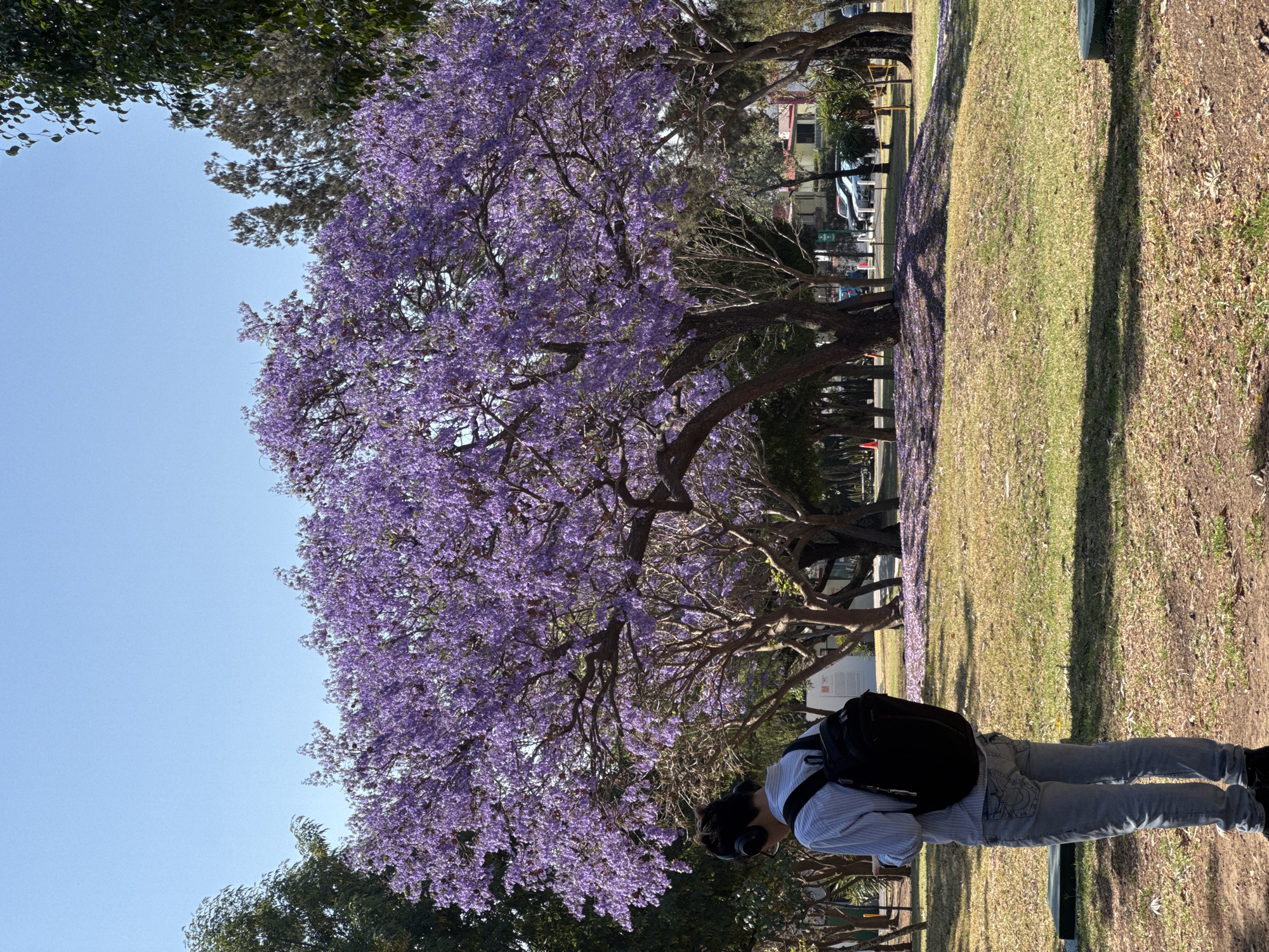 Person enjoys spring blooms under Jacaranda tree in Mexican park