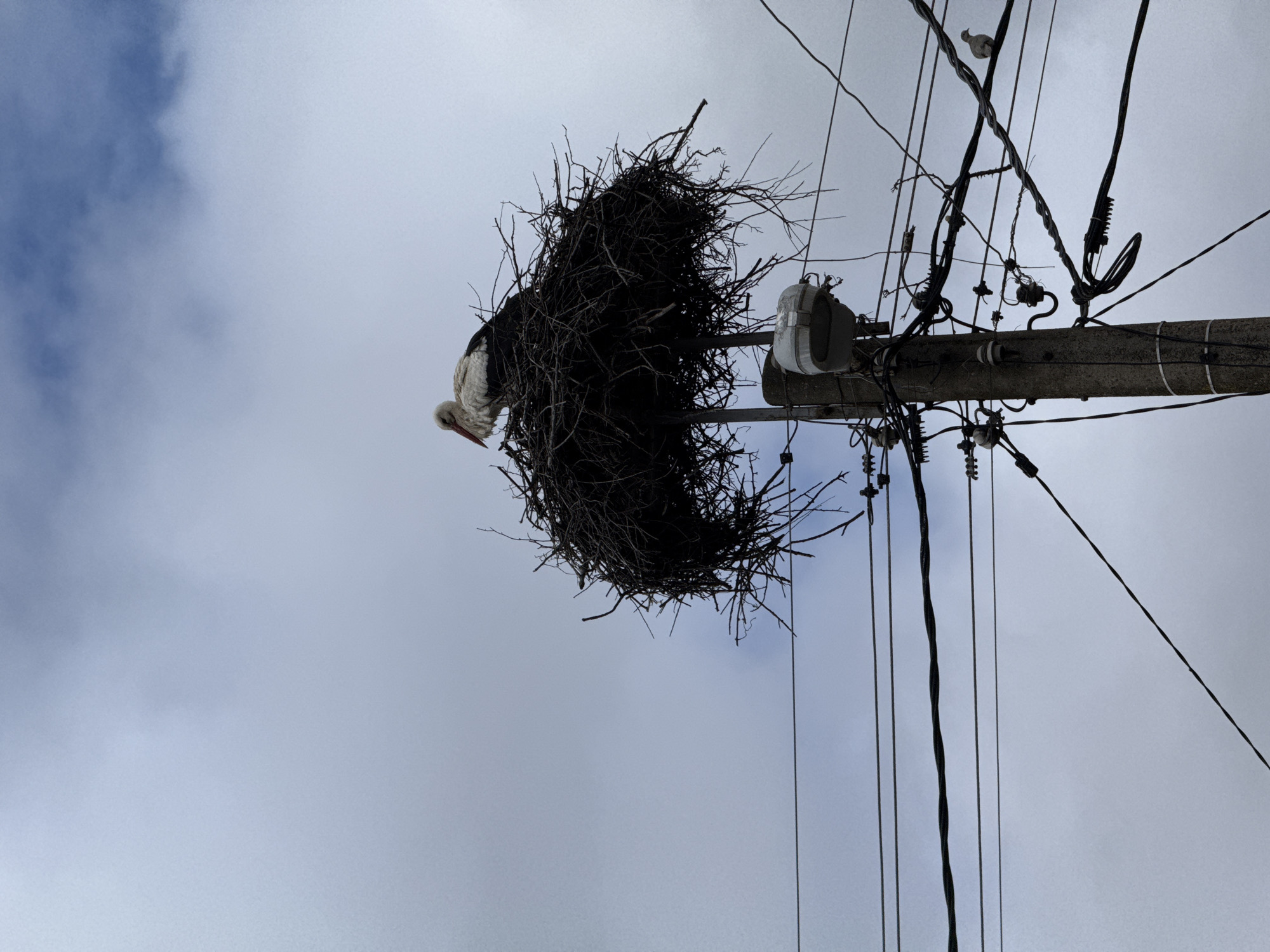 White stork spotted nesting on utility pole in Bulgarian village