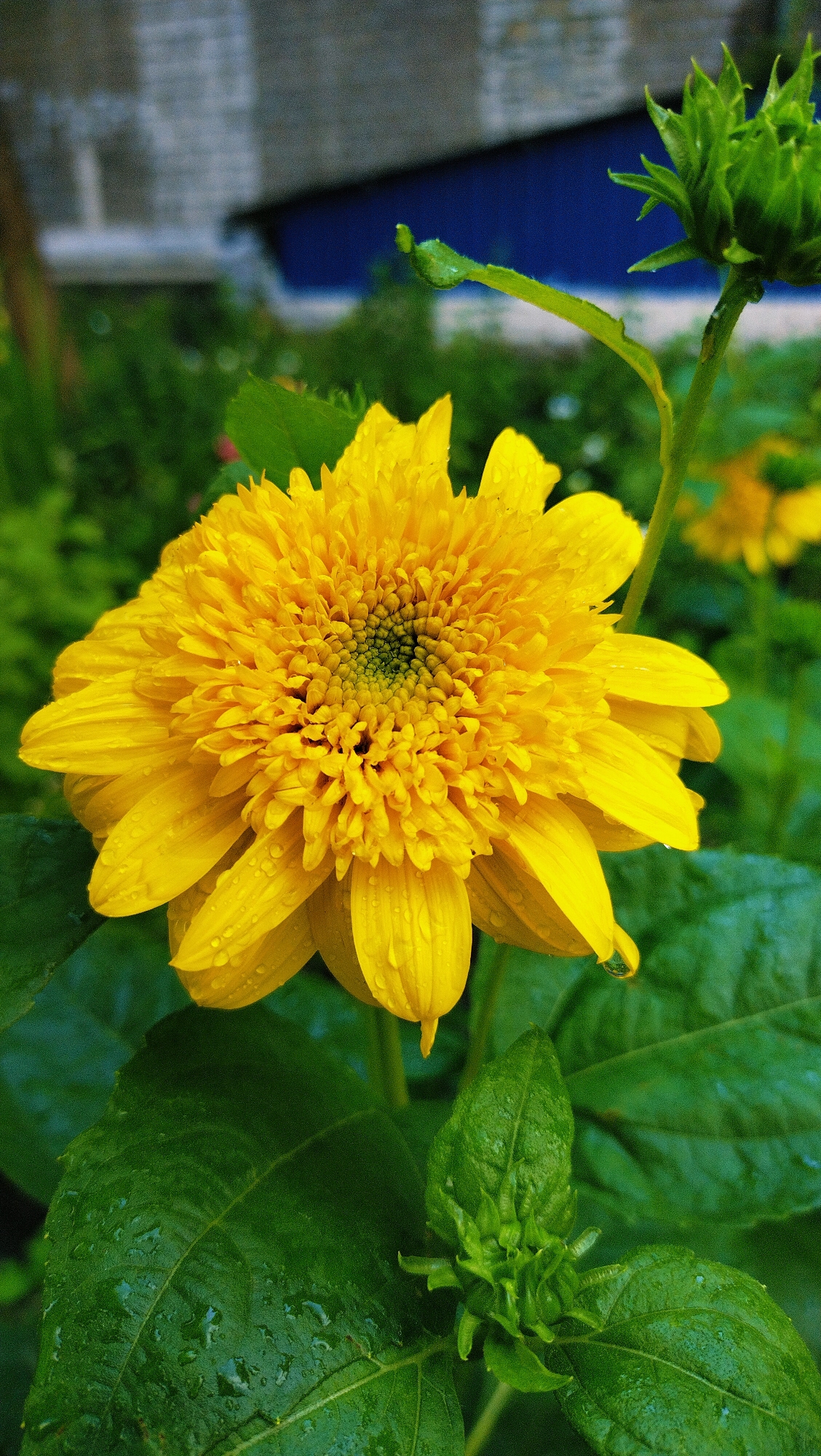 Horishni Plavni after summer rain: flooded streets, blooming flowers