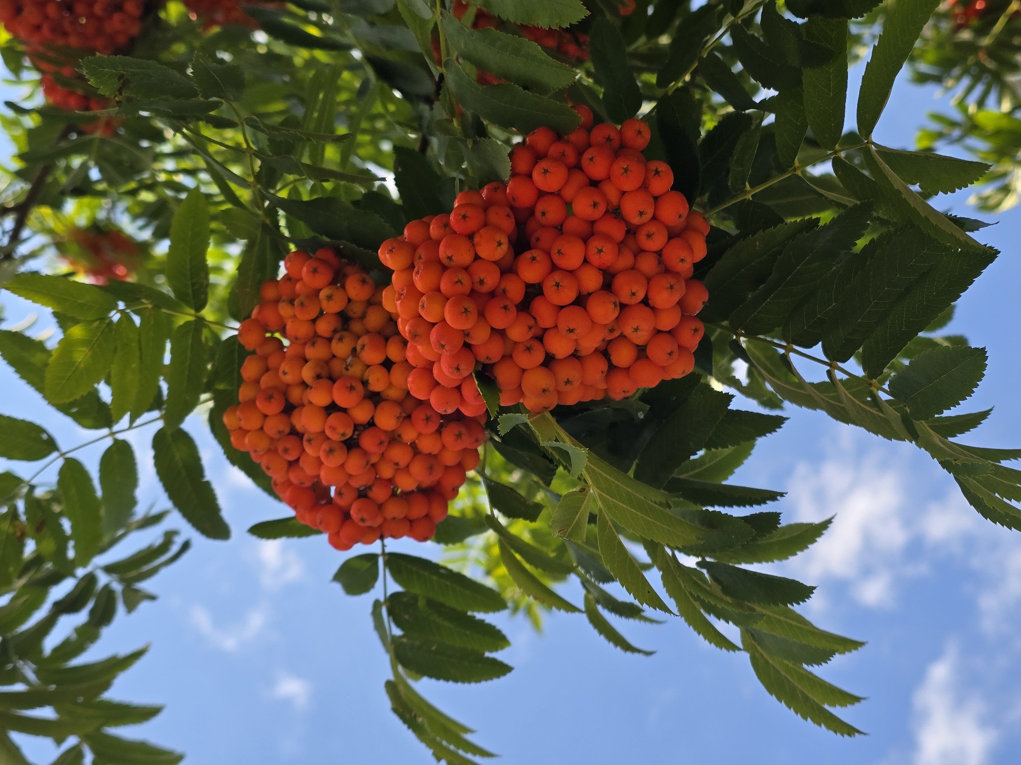 Summer greenery and flowers documented across Sofiivska Borshchahivka