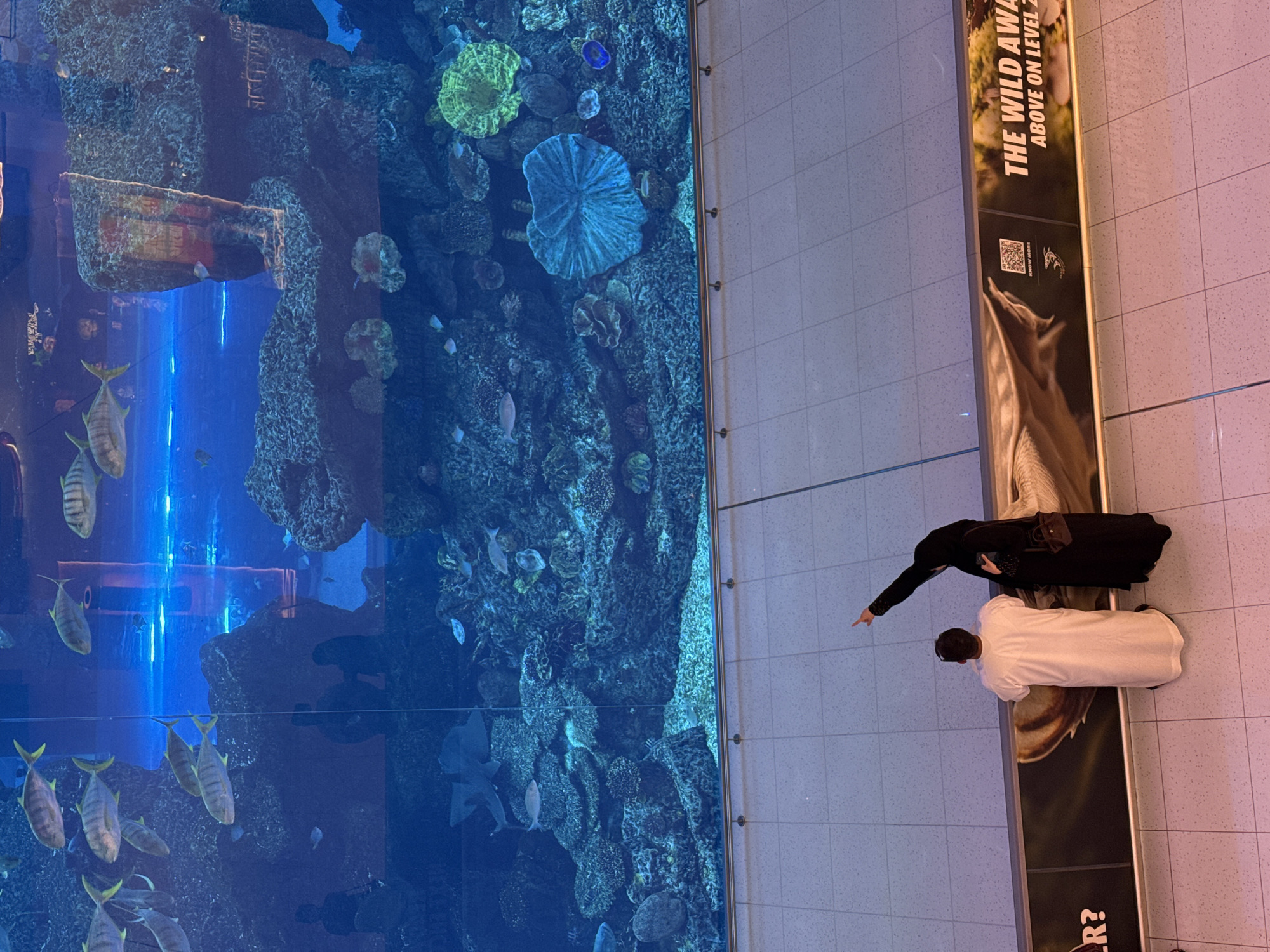 Couple views aquarium with fish and stingrays in Dubai