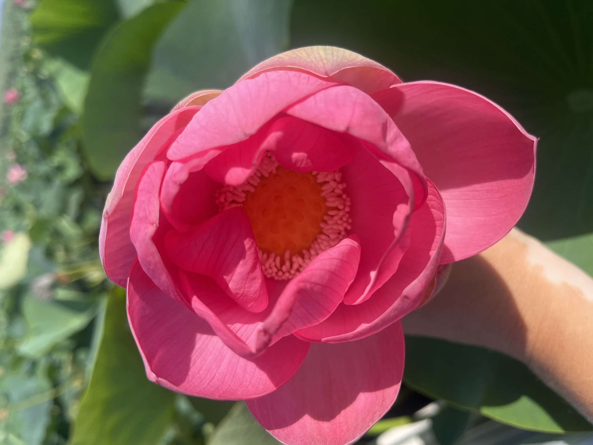 Boat trip through blooming lotus fields on the Taman Peninsula